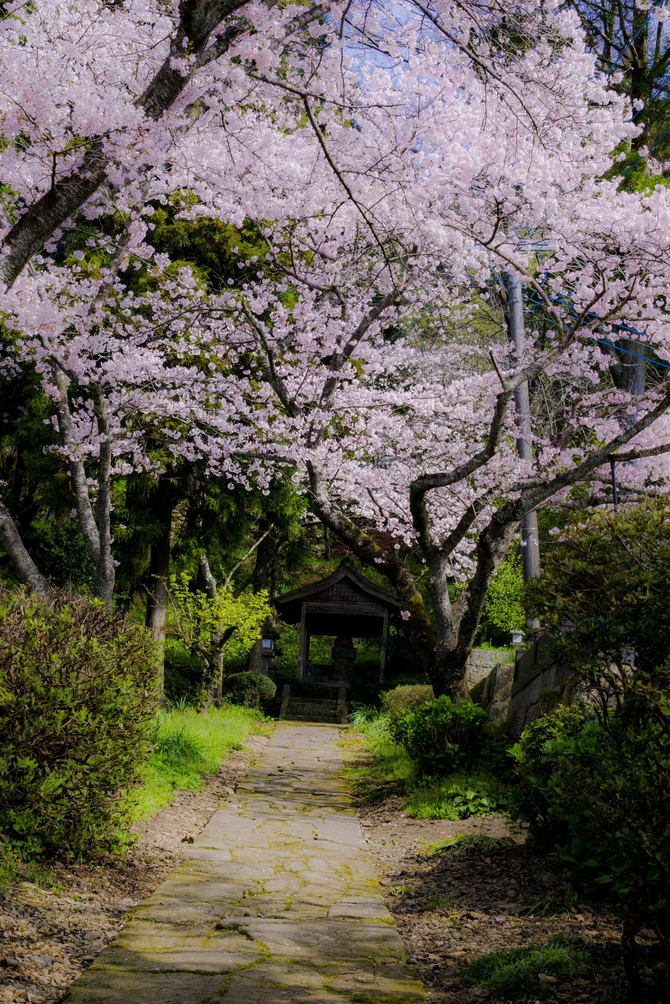 Sony a6000 + Sony Vario Tessar T* FE 24-70mm F4 ZA OSS sample photo. Uraraka photography