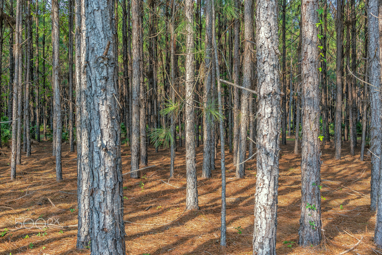 E 35mm F2 sample photo. Like a tree you have to find your roots!!! photography