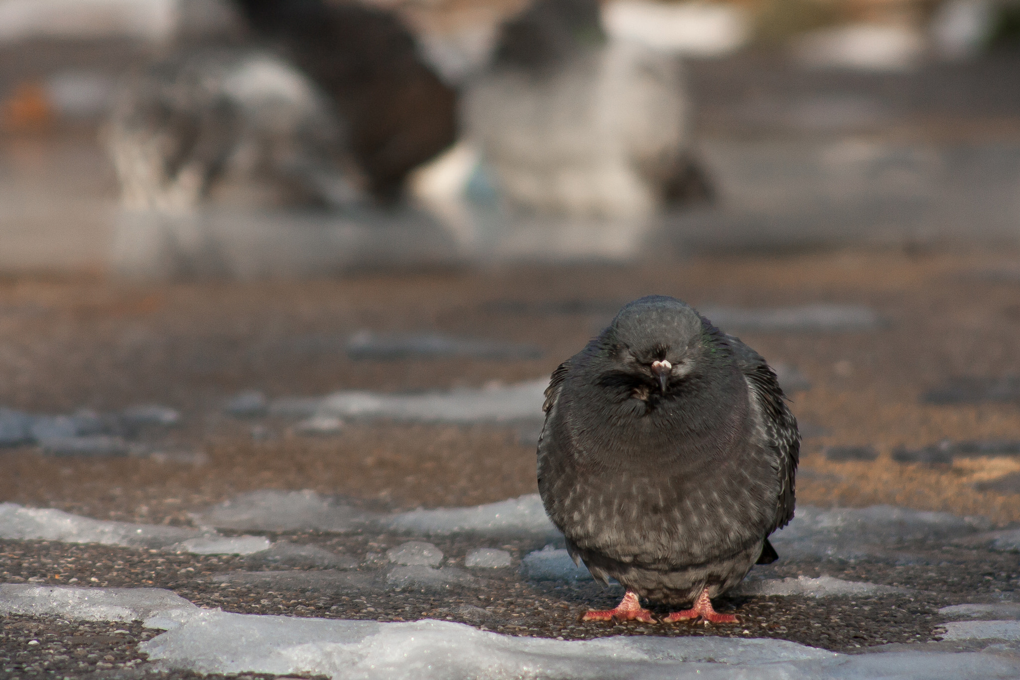 Canon EF 100-300mm F4.5-5.6 USM sample photo. Outcast photography