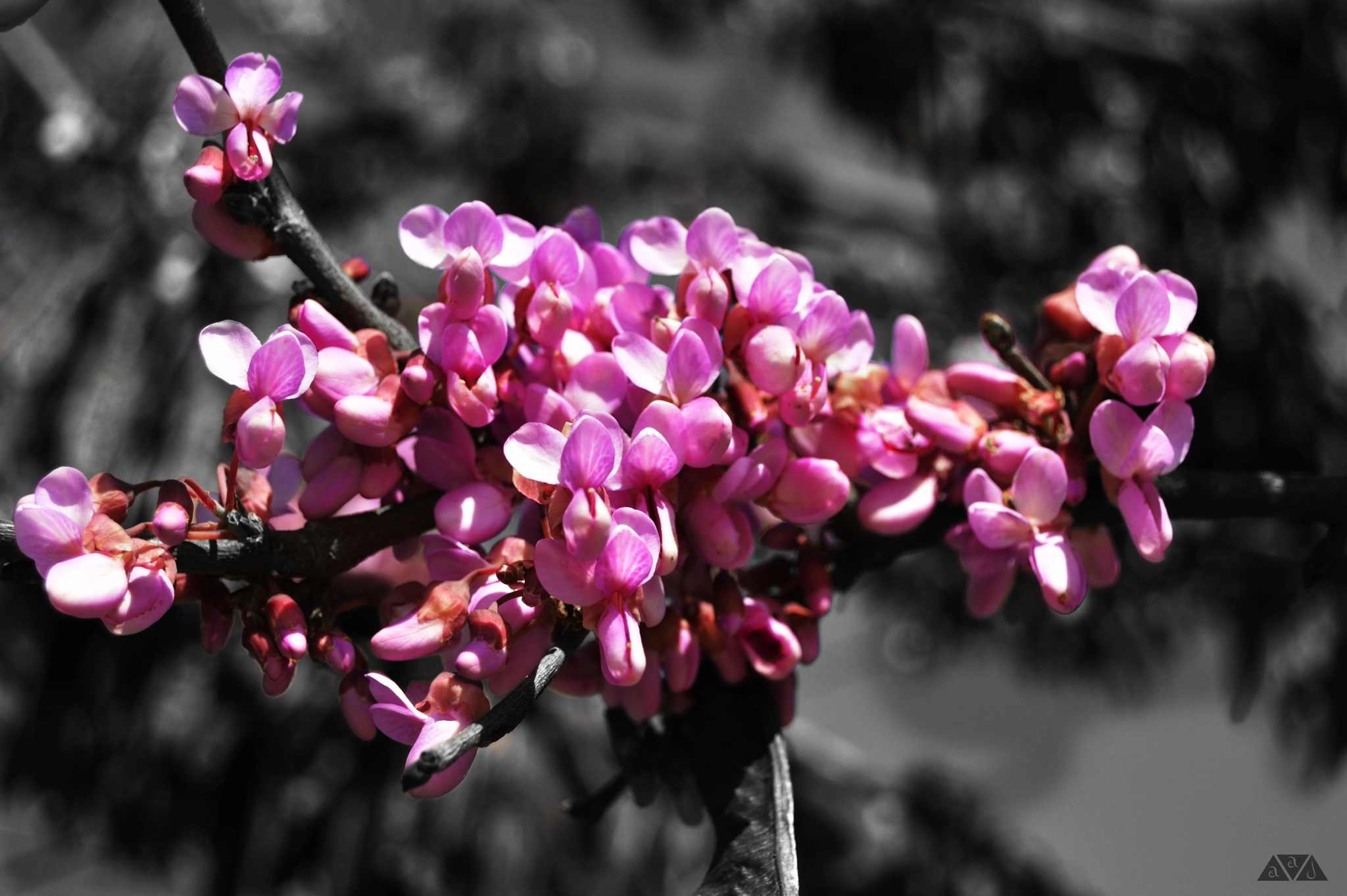 Nikon D3200 + Sigma 24-60mm F2.8 EX DG sample photo. Mairena photography