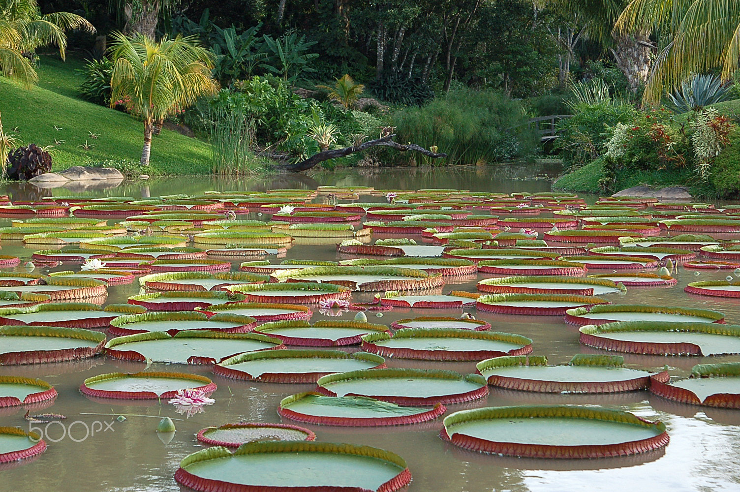 Nikon D50 sample photo. Water lilies photography