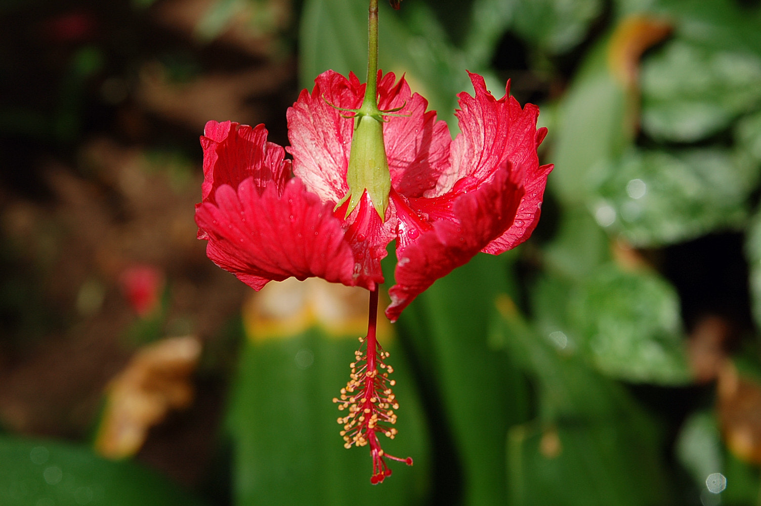 Nikon D50 sample photo. Charming . . . photography