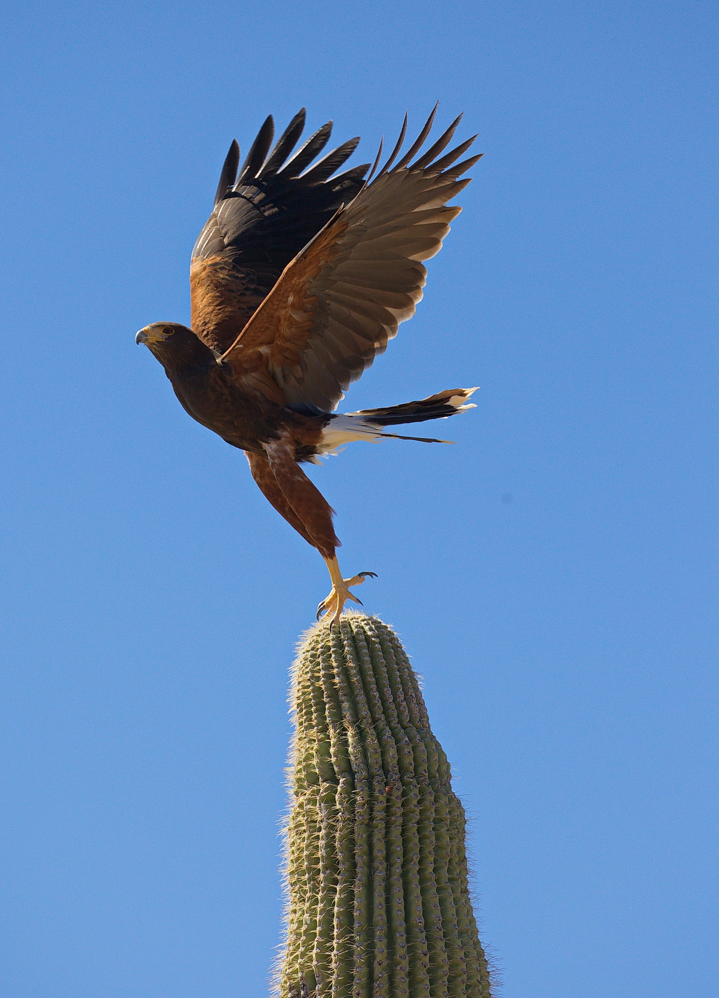 Canon EF 100-400mm F4.5-5.6L IS II USM sample photo. Harris hawk photography