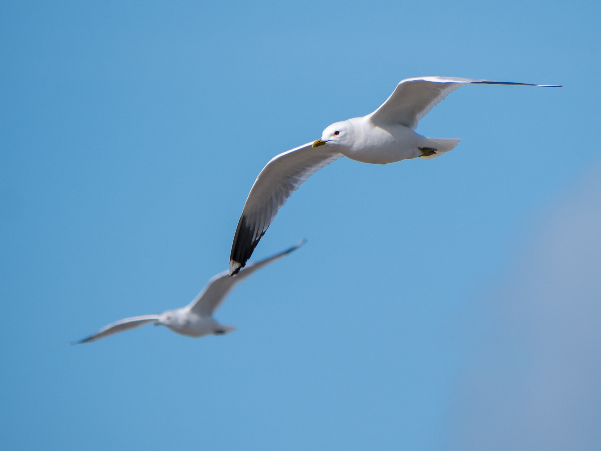 Panasonic Lumix DMC-G7 sample photo. Herring gull photography