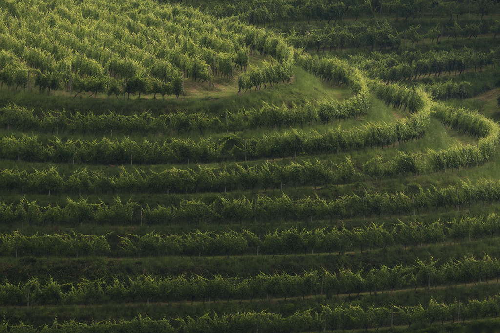 Canon EF 100-400mm F4.5-5.6L IS USM sample photo. Vines photography