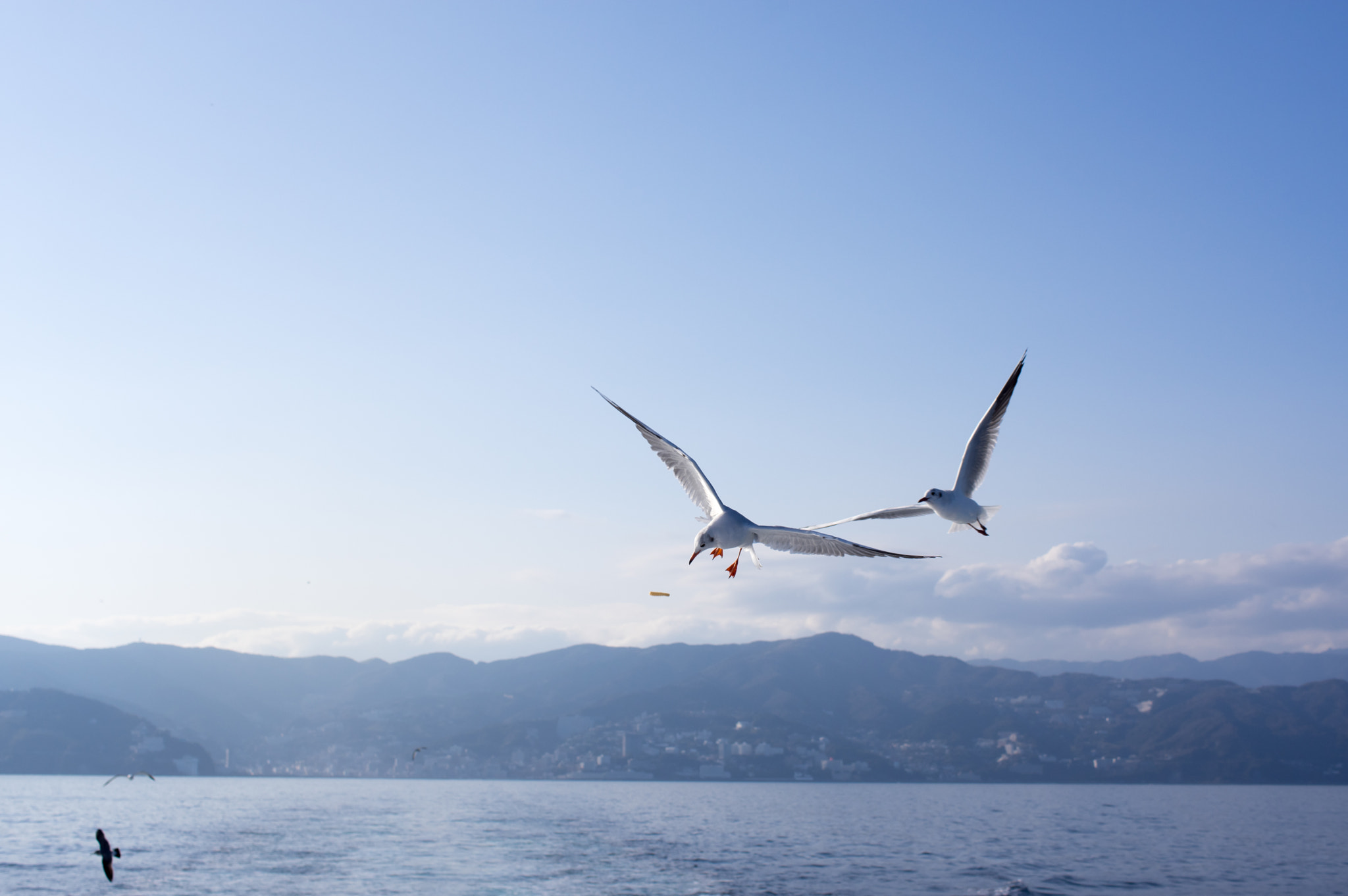 HD Pentax DA 35mm F2.8 Macro Limited sample photo. Fighters photography