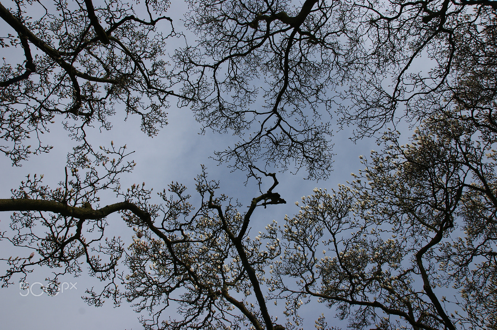 Sony Alpha DSLR-A290 + Sony DT 16-50mm F2.8 SSM sample photo. Under the magnolia tree ii photography