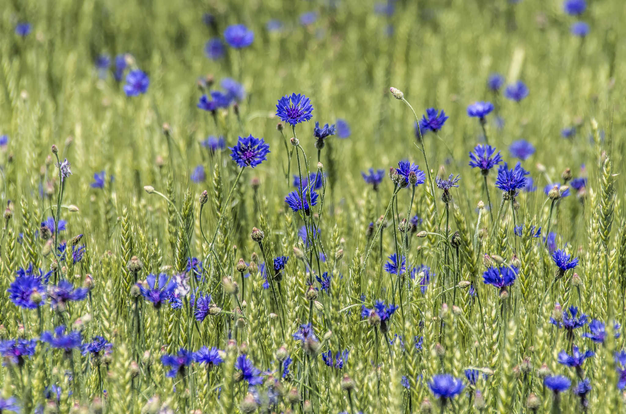 Pentax K-5 + Sigma 18-250mm F3.5-6.3 DC Macro OS HSM sample photo. Cornflowers and wheat photography