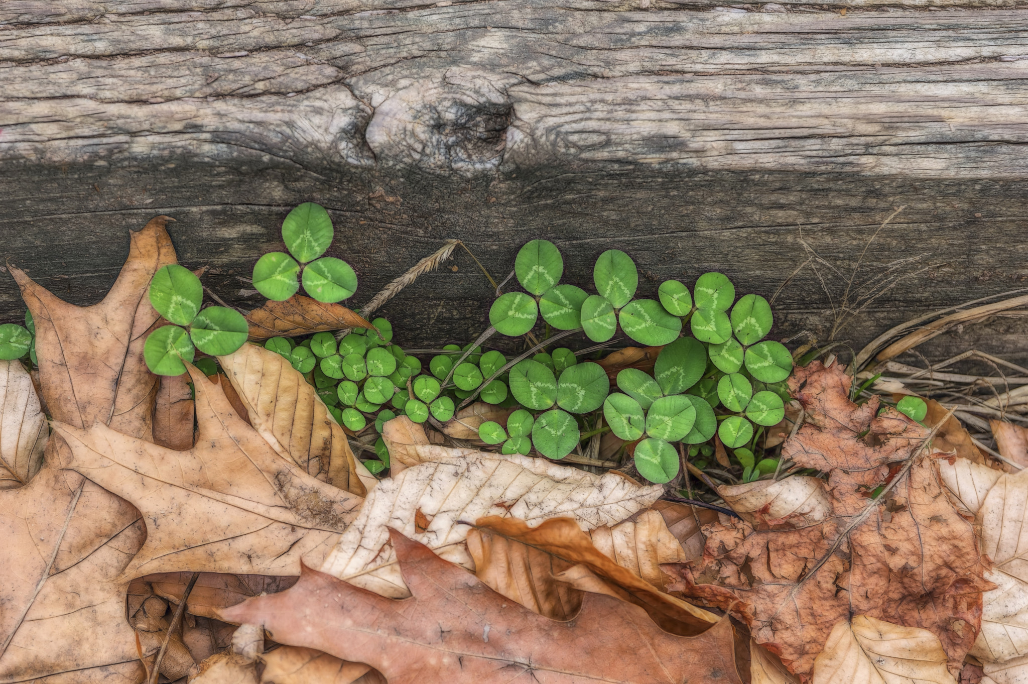 Sigma 17-70mm F2.8-4 DC Macro HSM Contemporary sample photo. November clover photography