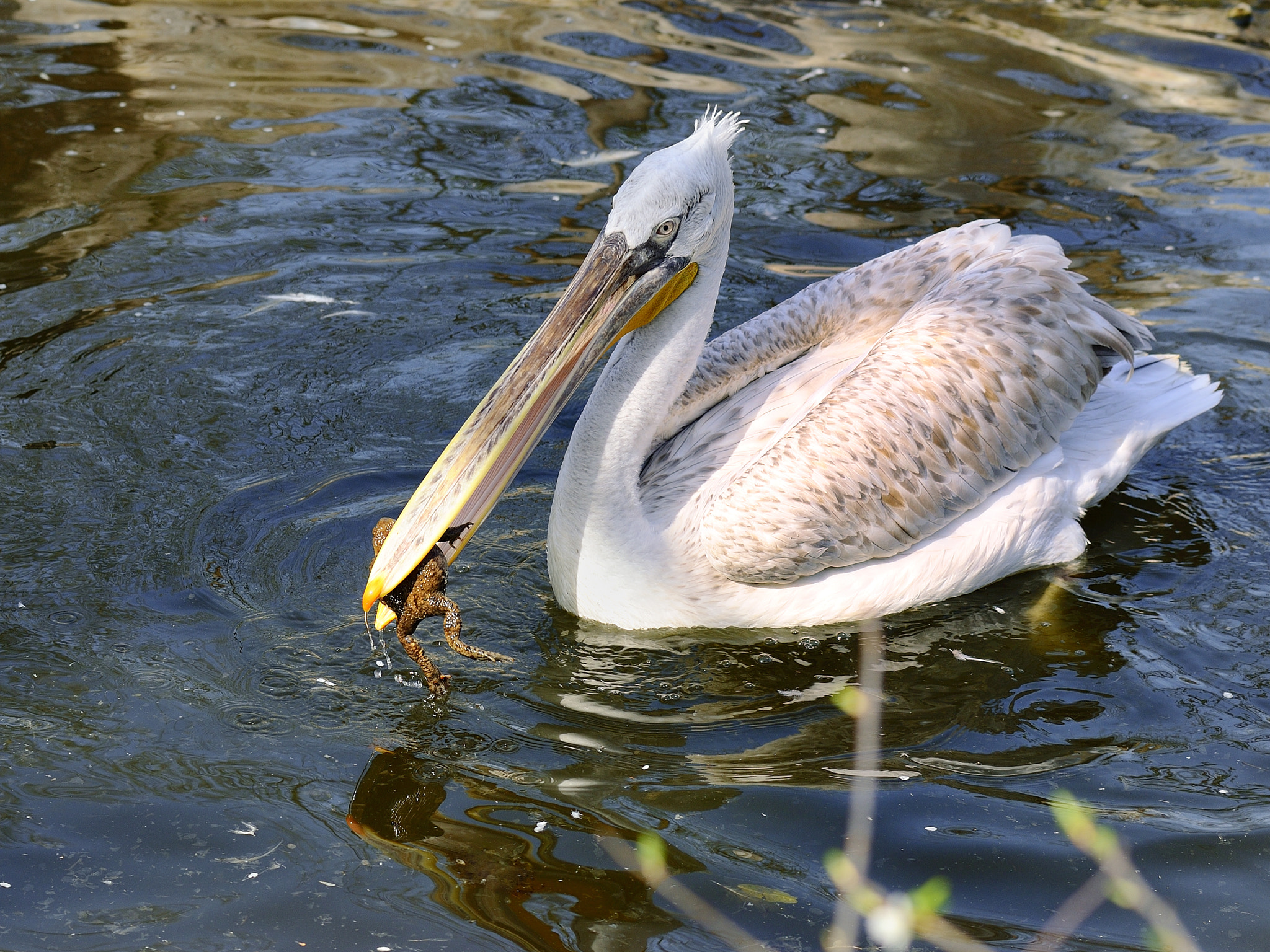 Nikon D3X sample photo. Hey, we have a new toy! photography
