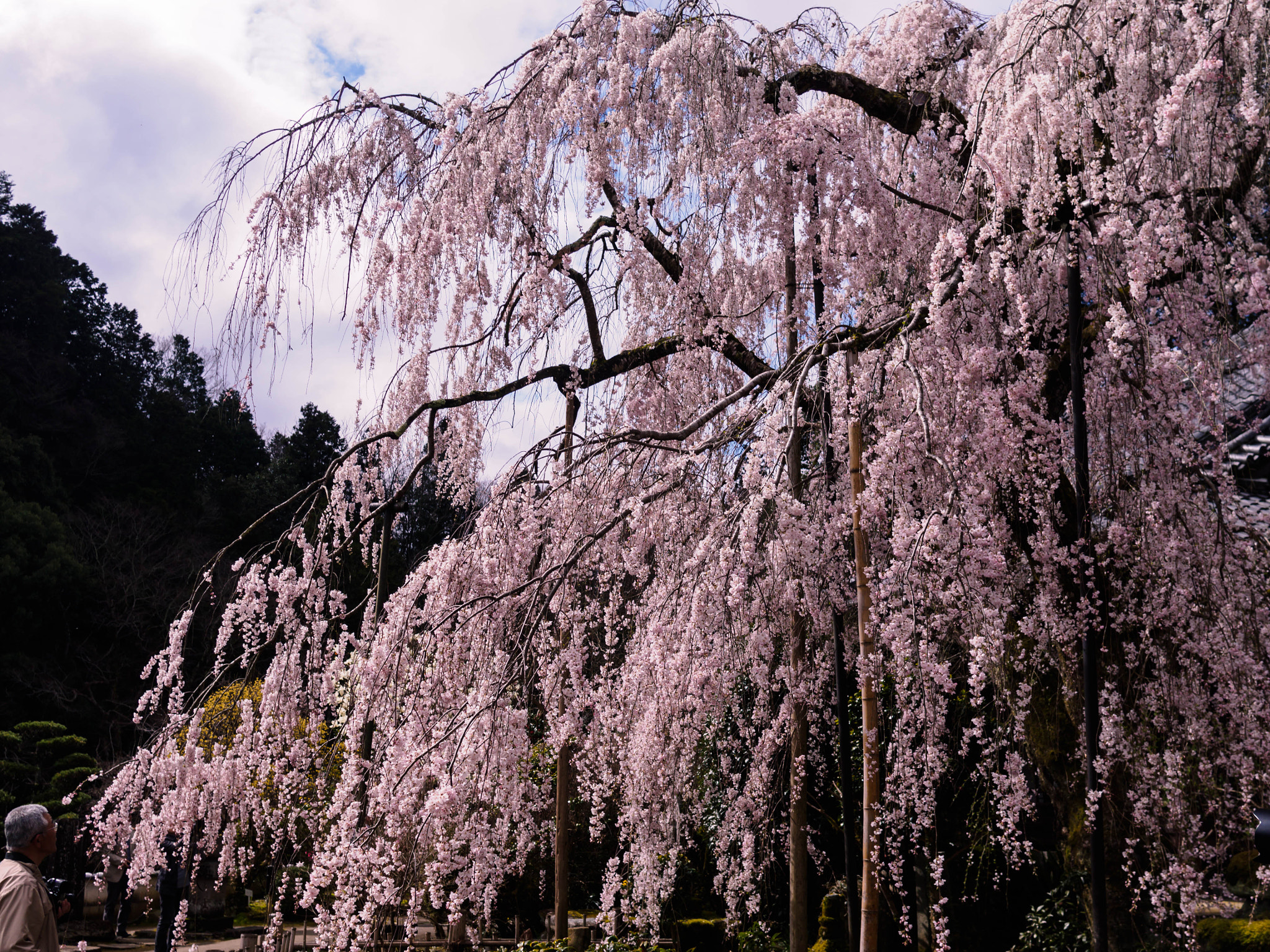 Olympus PEN E-PL6 + Sigma 19mm F2.8 DN Art sample photo. 枝垂れ桜 photography