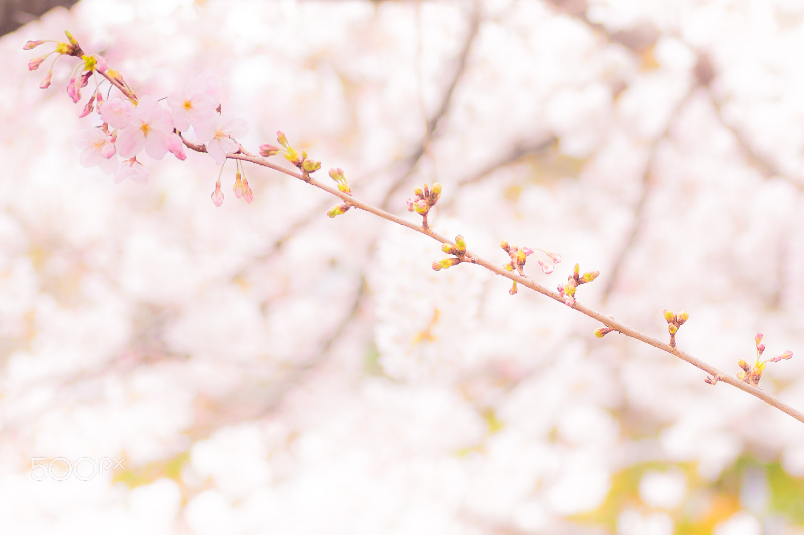 Sony SLT-A77 + Sigma 70mm F2.8 EX DG Macro sample photo. Spring cradle photography