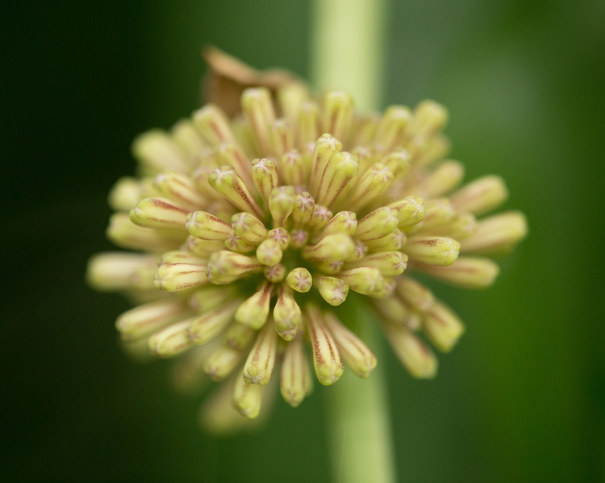 Canon EF 180mm F3.5L Macro USM sample photo. Gardens-14 photography