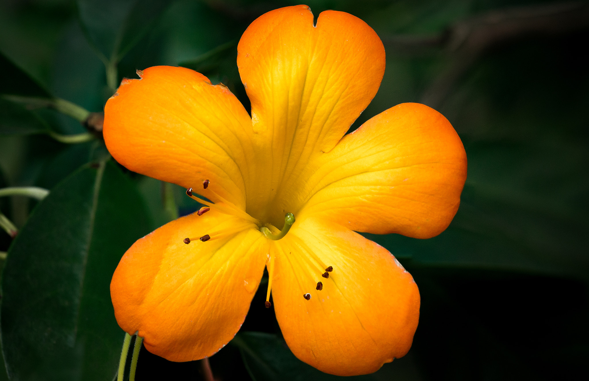 Canon EF 180mm F3.5L Macro USM sample photo. Gardens-13 photography