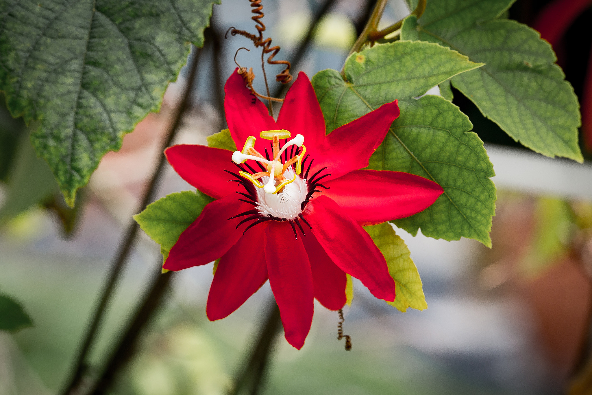 Canon EF 180mm F3.5L Macro USM sample photo. Gardens-12 photography