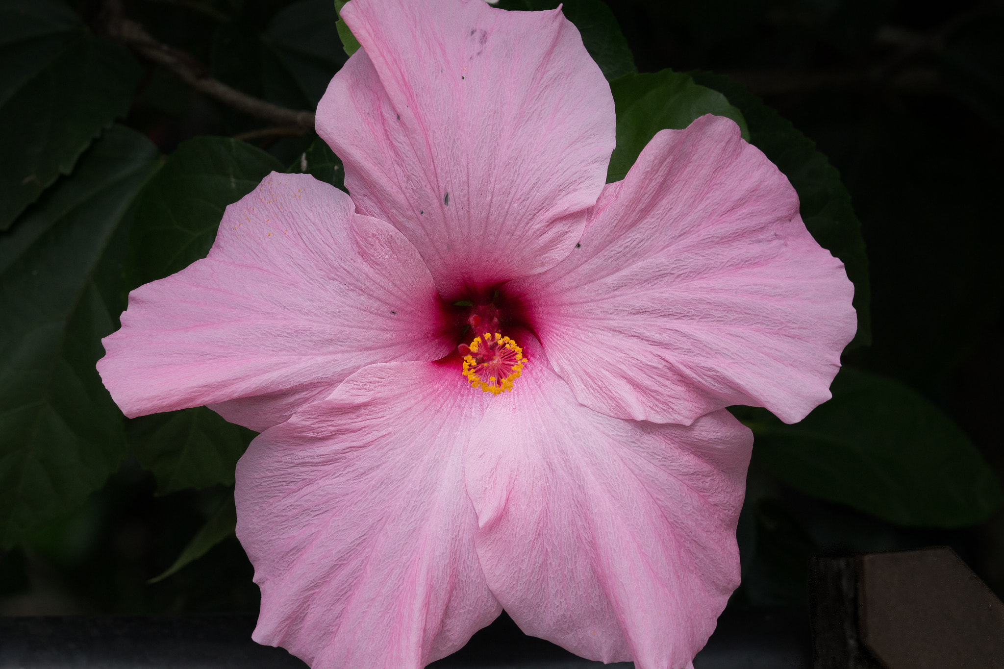 Canon EF 180mm F3.5L Macro USM sample photo. Gardens-11 photography