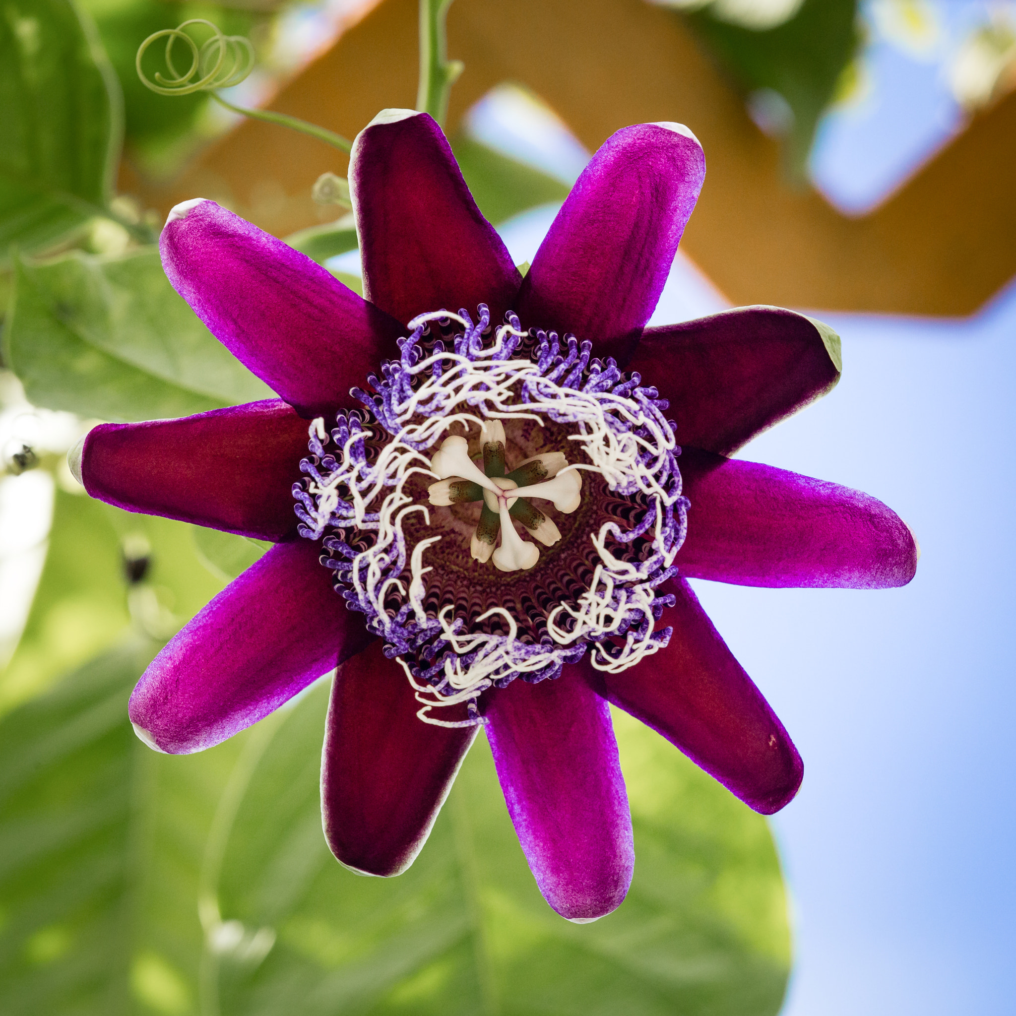 Canon EF 180mm F3.5L Macro USM sample photo. Gardens-8 photography