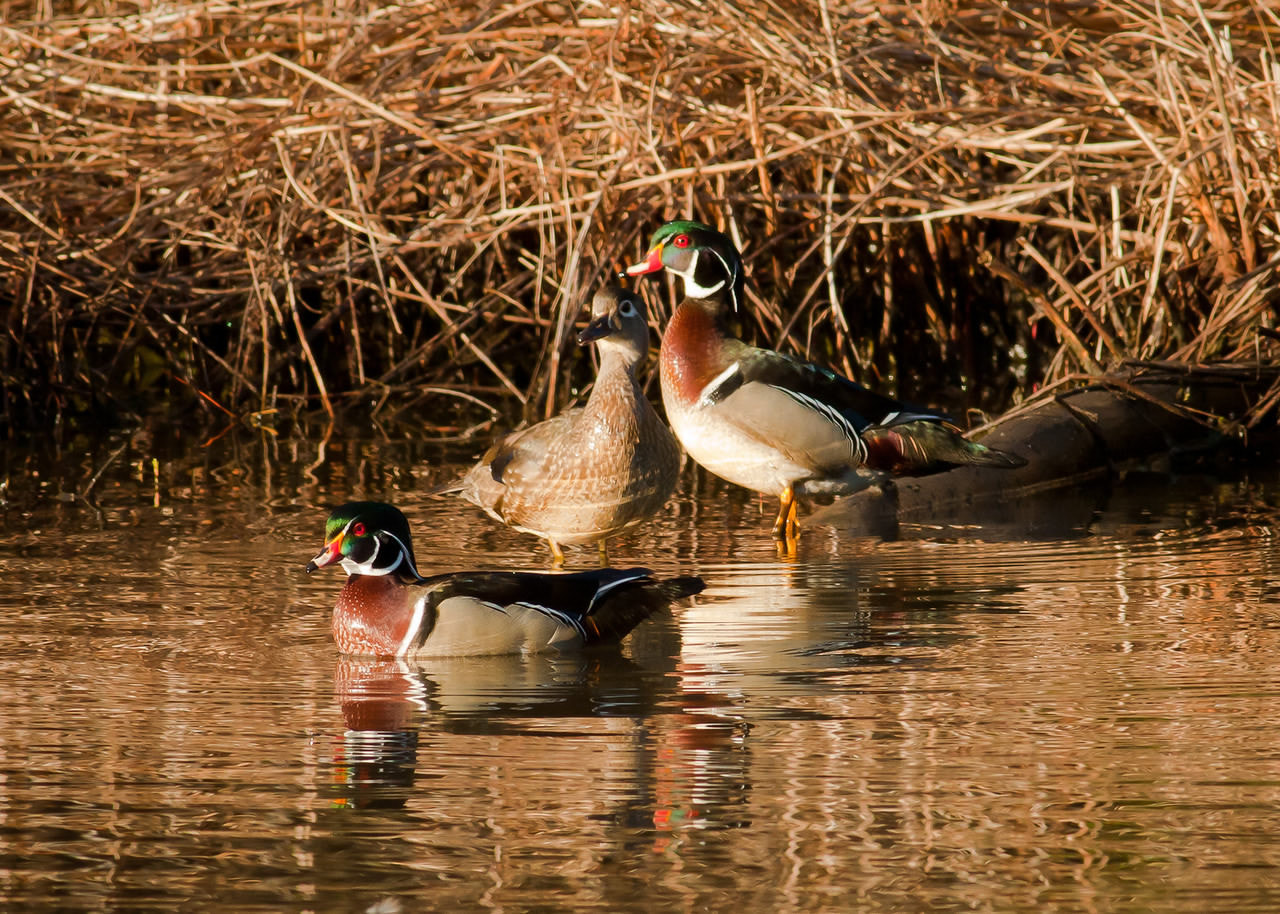 Canon EOS 50D + Canon EF 400mm F5.6L USM sample photo