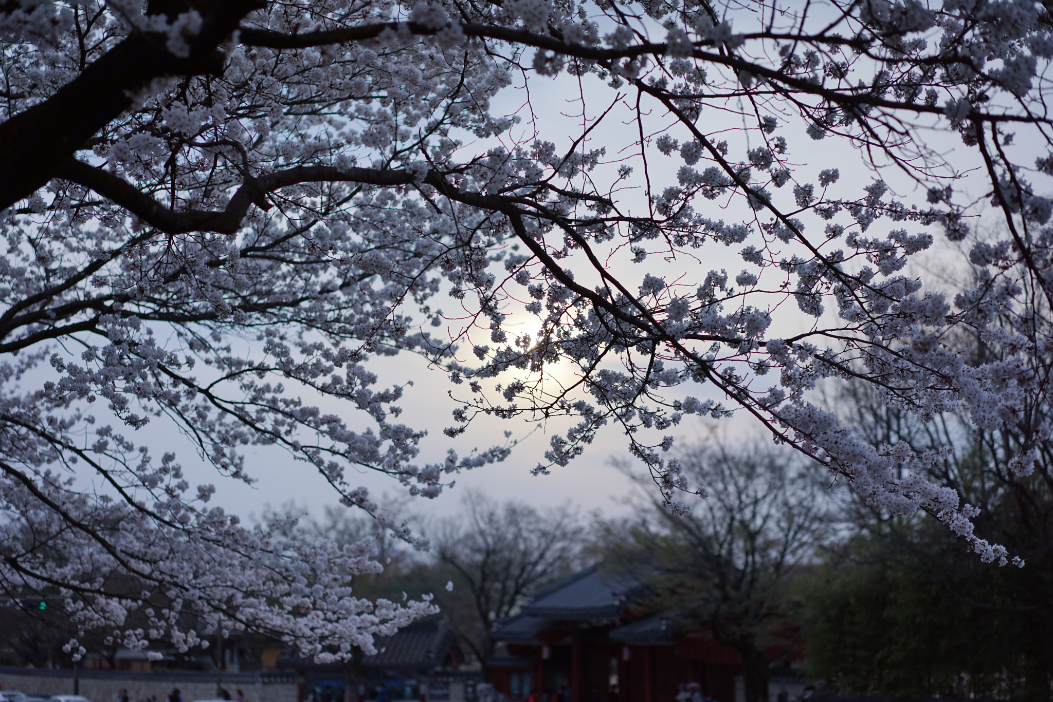 Sony a7R + Sony Sonnar T* FE 55mm F1.8 ZA sample photo. Cherryblossoms photography