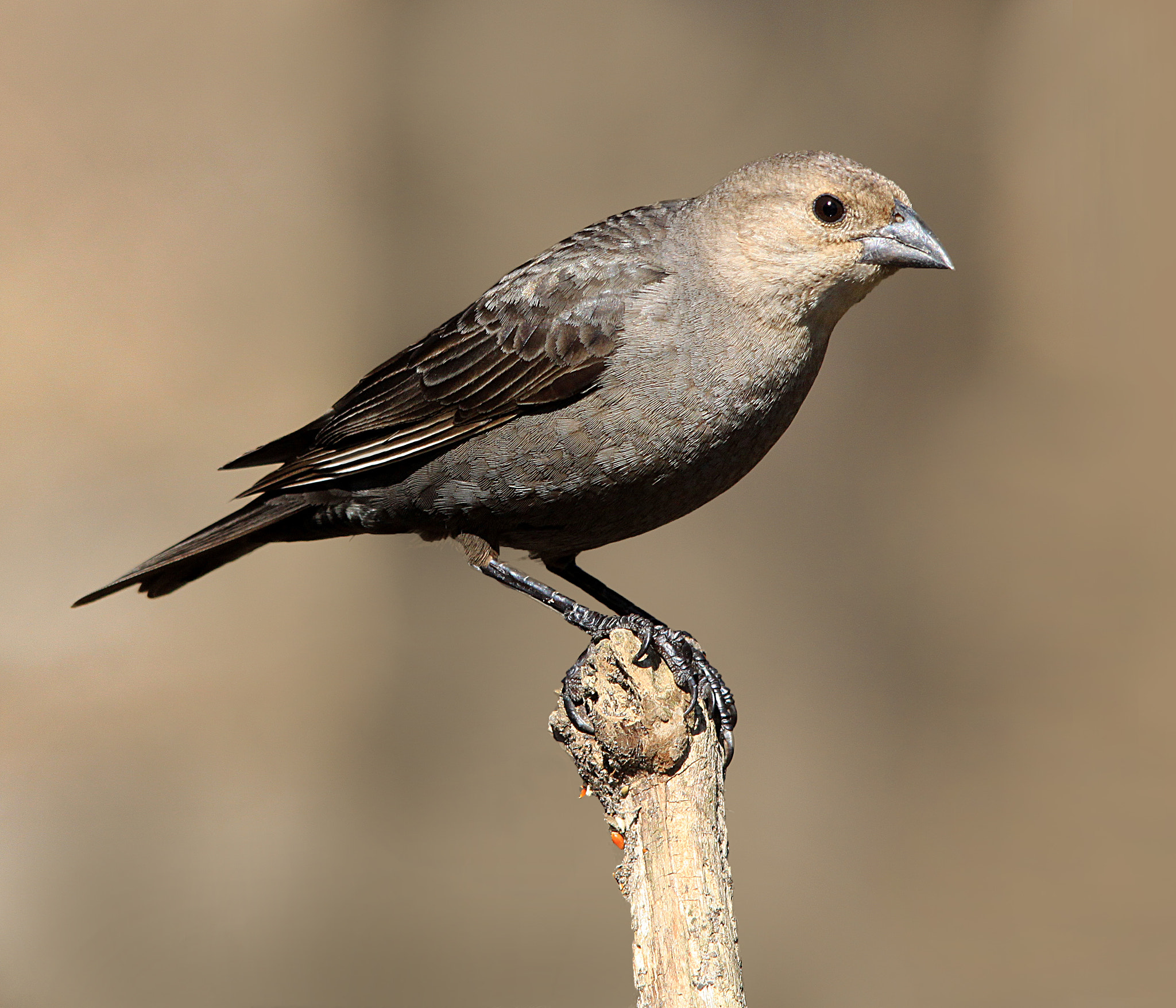 Sigma 150-500mm F5-6.3 DG OS HSM sample photo. Female cowbird photography