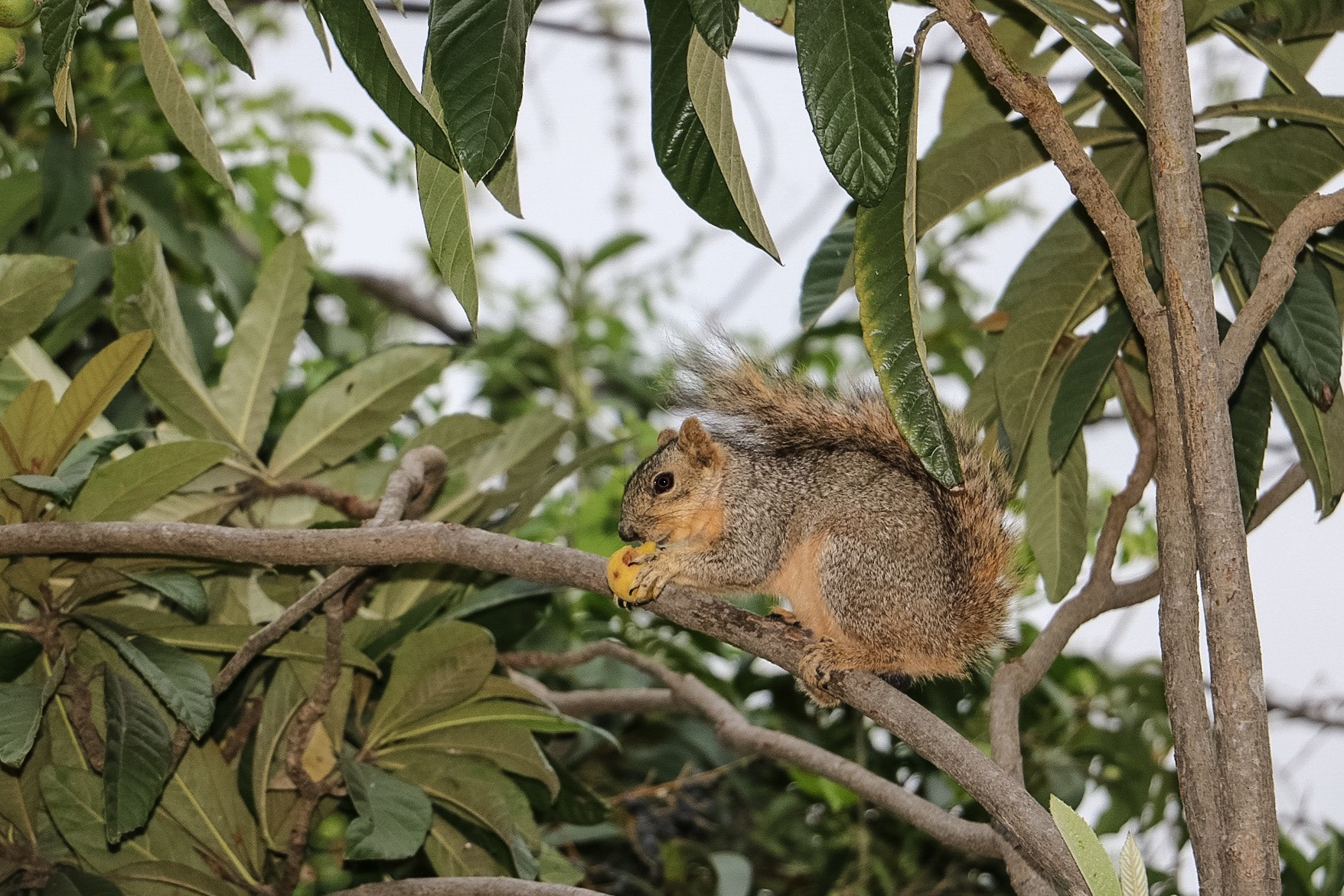 Canon EOS 760D (EOS Rebel T6s / EOS 8000D) sample photo. Squirrel eating photography