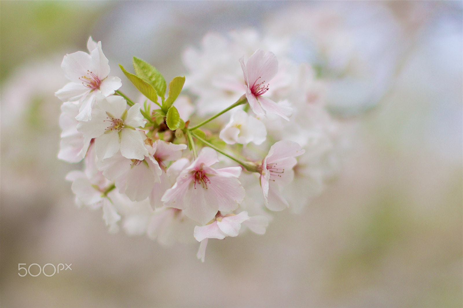 Canon EOS 550D (EOS Rebel T2i / EOS Kiss X4) + Canon EF 50mm F1.4 USM sample photo. Cherry blossoms photography