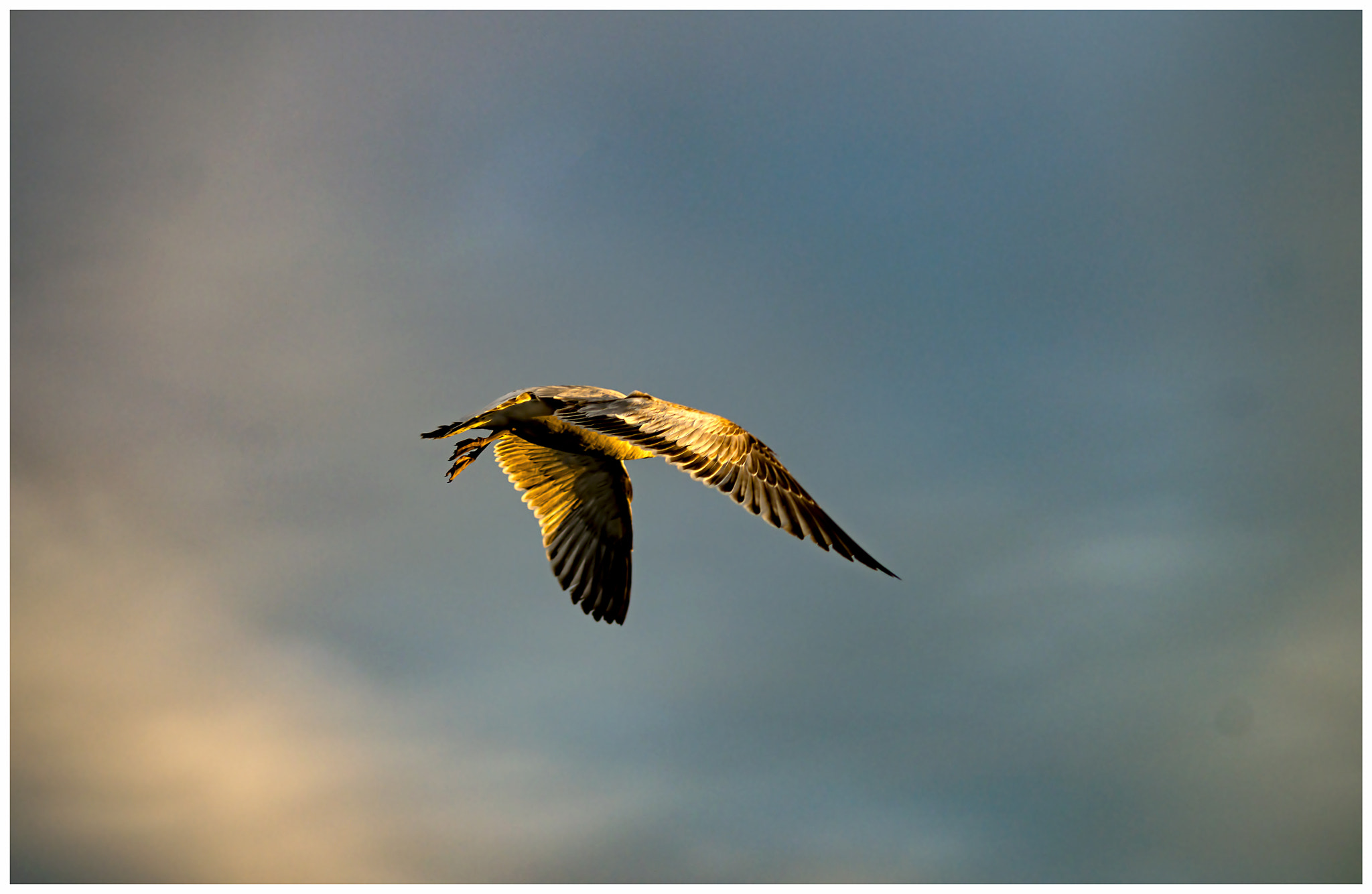 Nikon D800 + Nikon AF Nikkor 105mm F2D DC sample photo. Gull at sunset photography