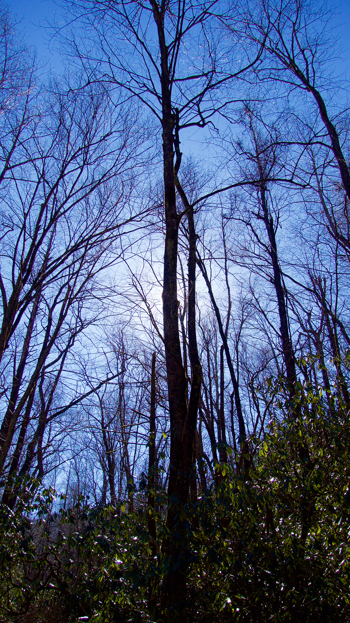 Olympus OM-D E-M5 sample photo. Heart of a tree photography