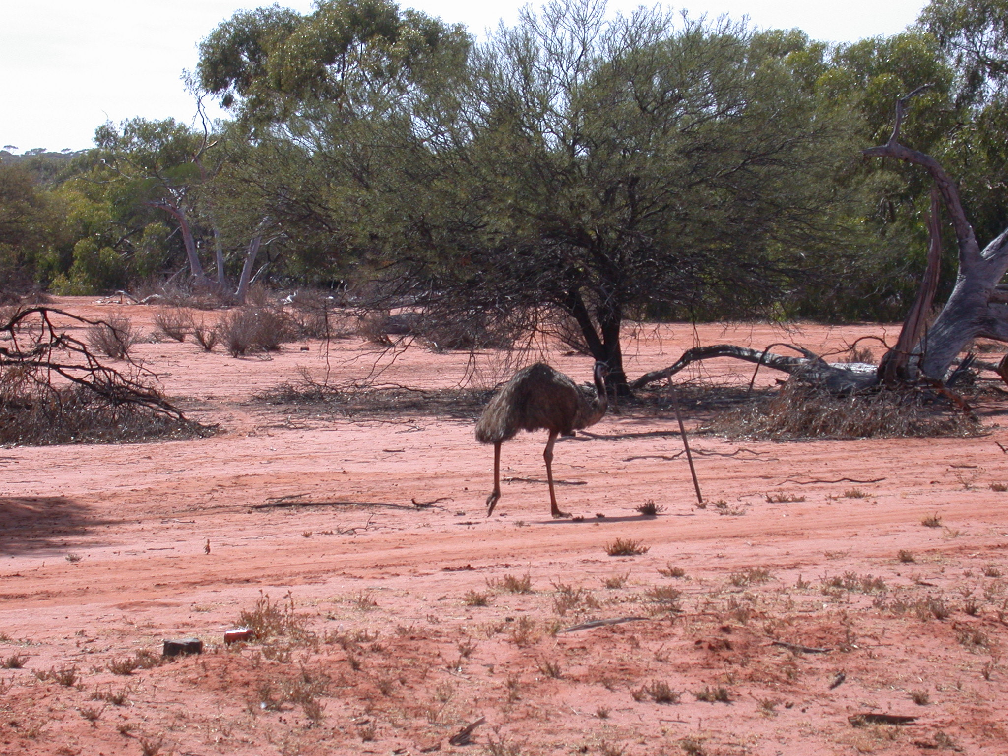Nikon E995 sample photo. Emu in western australia photography