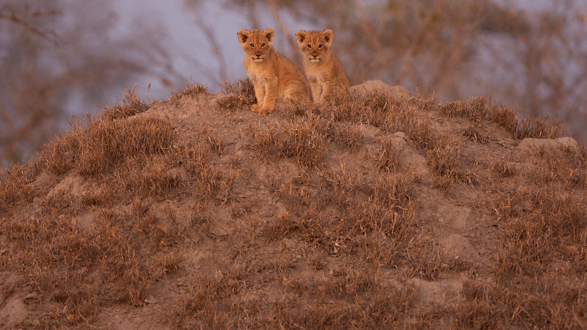 Canon EOS-1Ds Mark III + Canon EF 300mm F2.8L IS USM sample photo. Lion cubs at sunset in the kruger photography