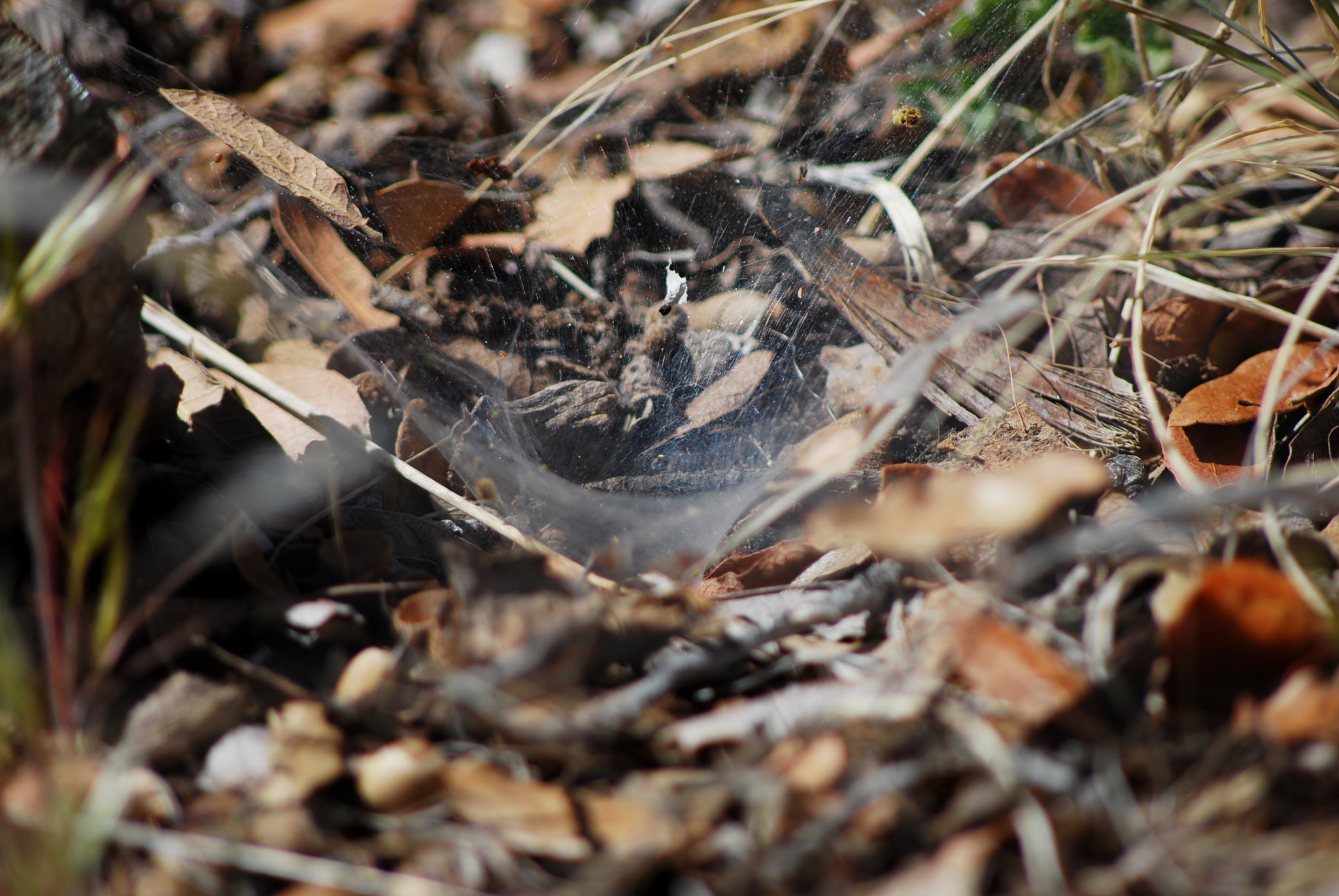 Nikon D80 + AF Nikkor 70-210mm f/4-5.6 sample photo. Funnel spider web photography