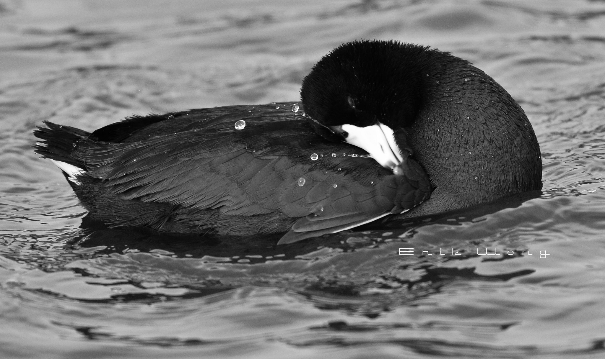 AF Zoom-Nikkor 28-80mm f/3.3-5.6G sample photo. The duck in our planet earth 1 photography