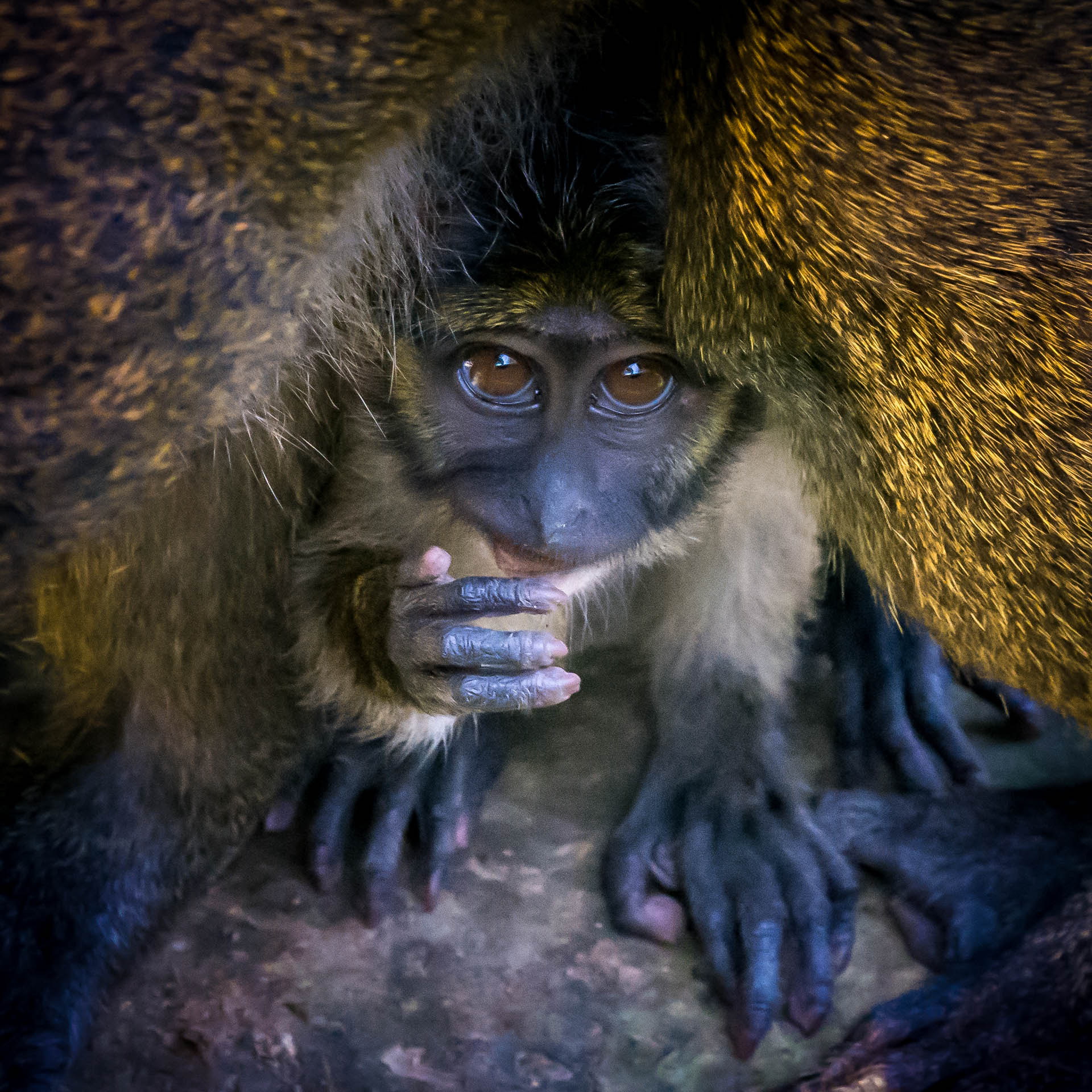 Nikon Nikkor AF-S 300mm F4E PF ED VR sample photo. Allen's swamp monkey photography