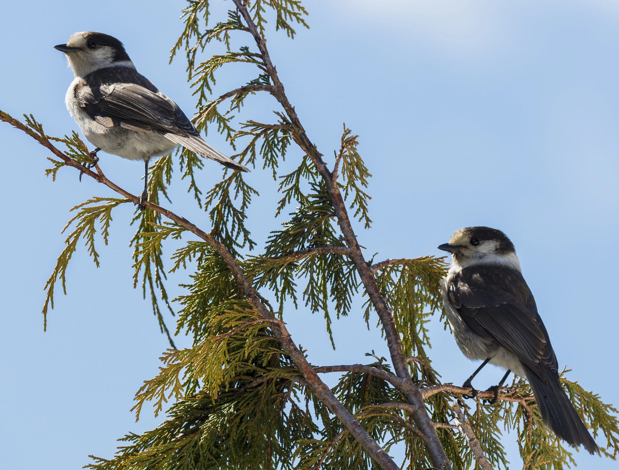 Olympus OM-D E-M5 II + OLYMPUS M.300mm F4.0 sample photo. Twins photography