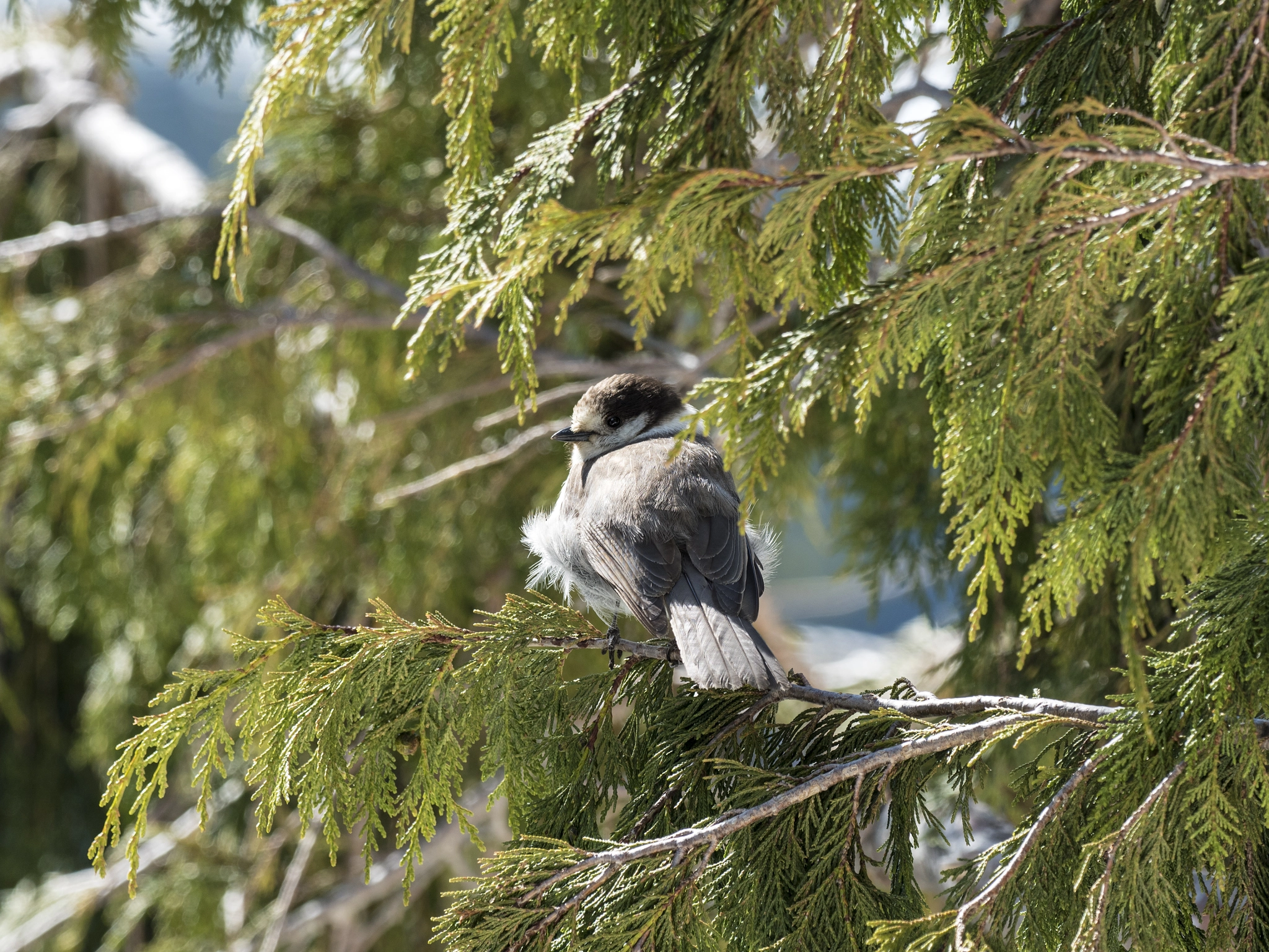 Olympus OM-D E-M5 II + OLYMPUS M.300mm F4.0 sample photo. Fluffed photography