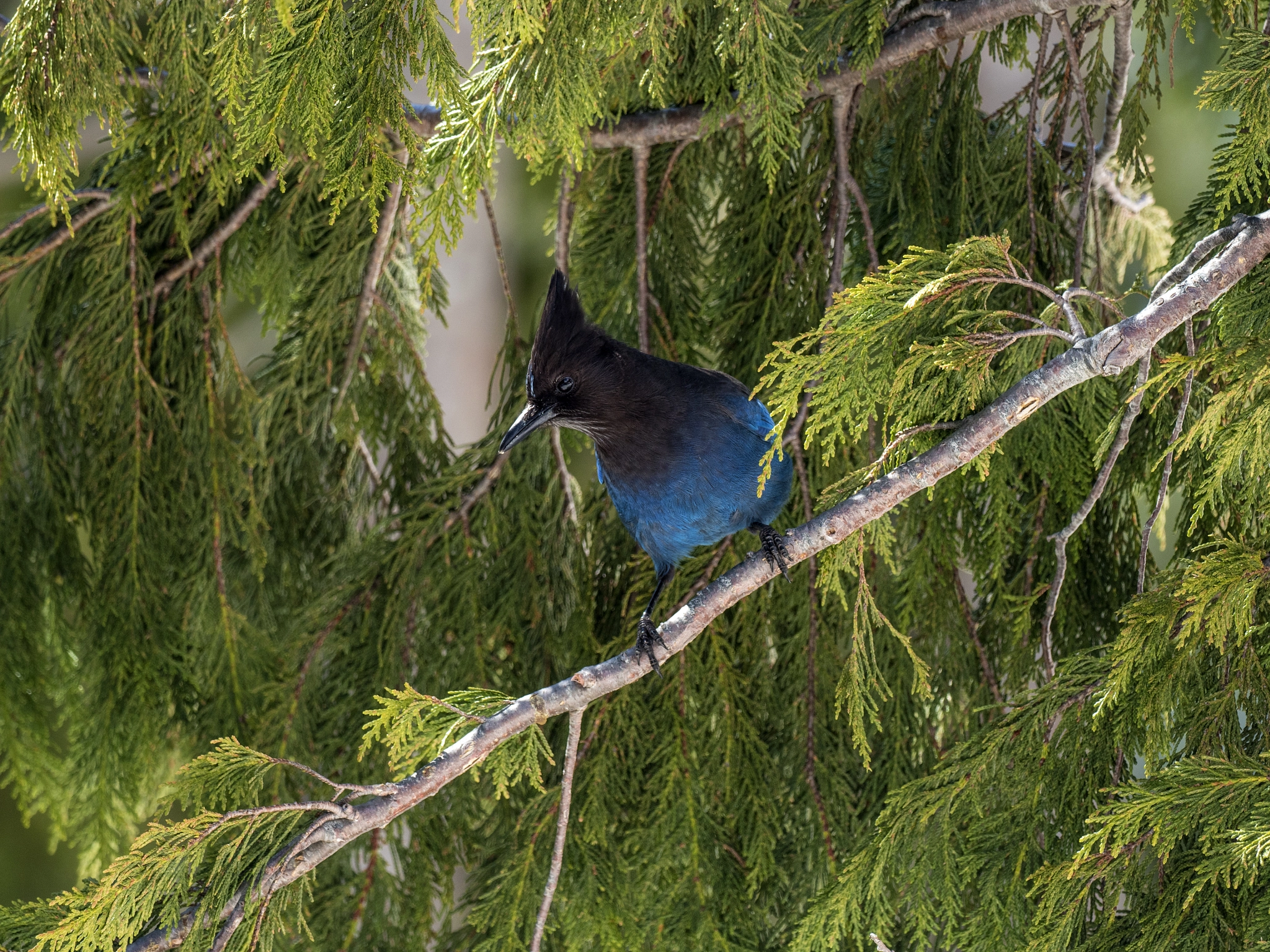 Olympus OM-D E-M5 II + OLYMPUS M.300mm F4.0 sample photo. Blue on green photography