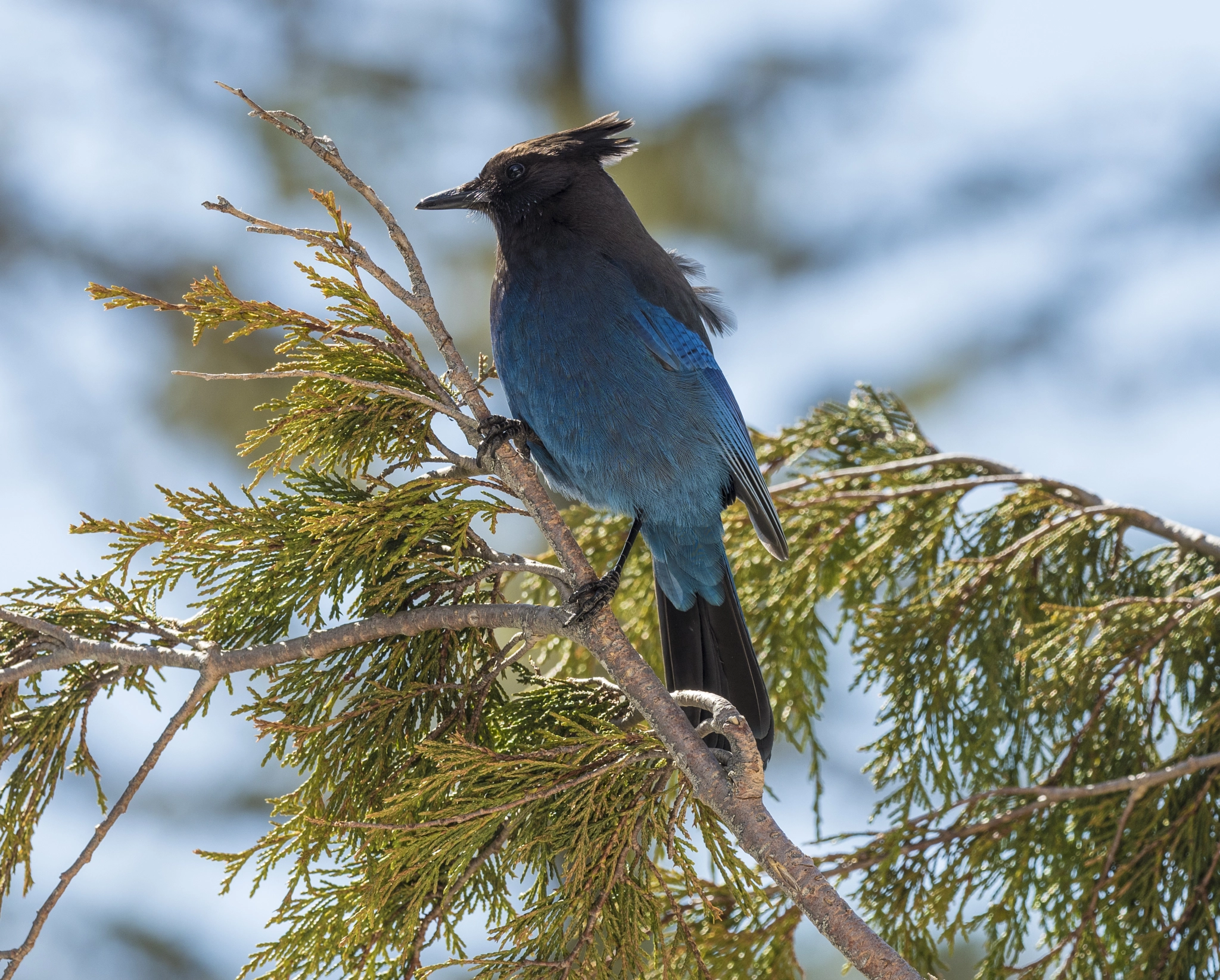 Olympus OM-D E-M5 II + OLYMPUS M.300mm F4.0 sample photo. Stellar photography
