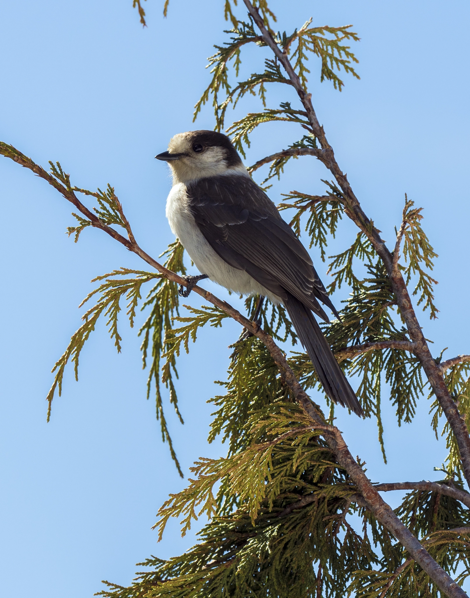 Olympus OM-D E-M5 II + OLYMPUS M.300mm F4.0 sample photo. Grey jay photography
