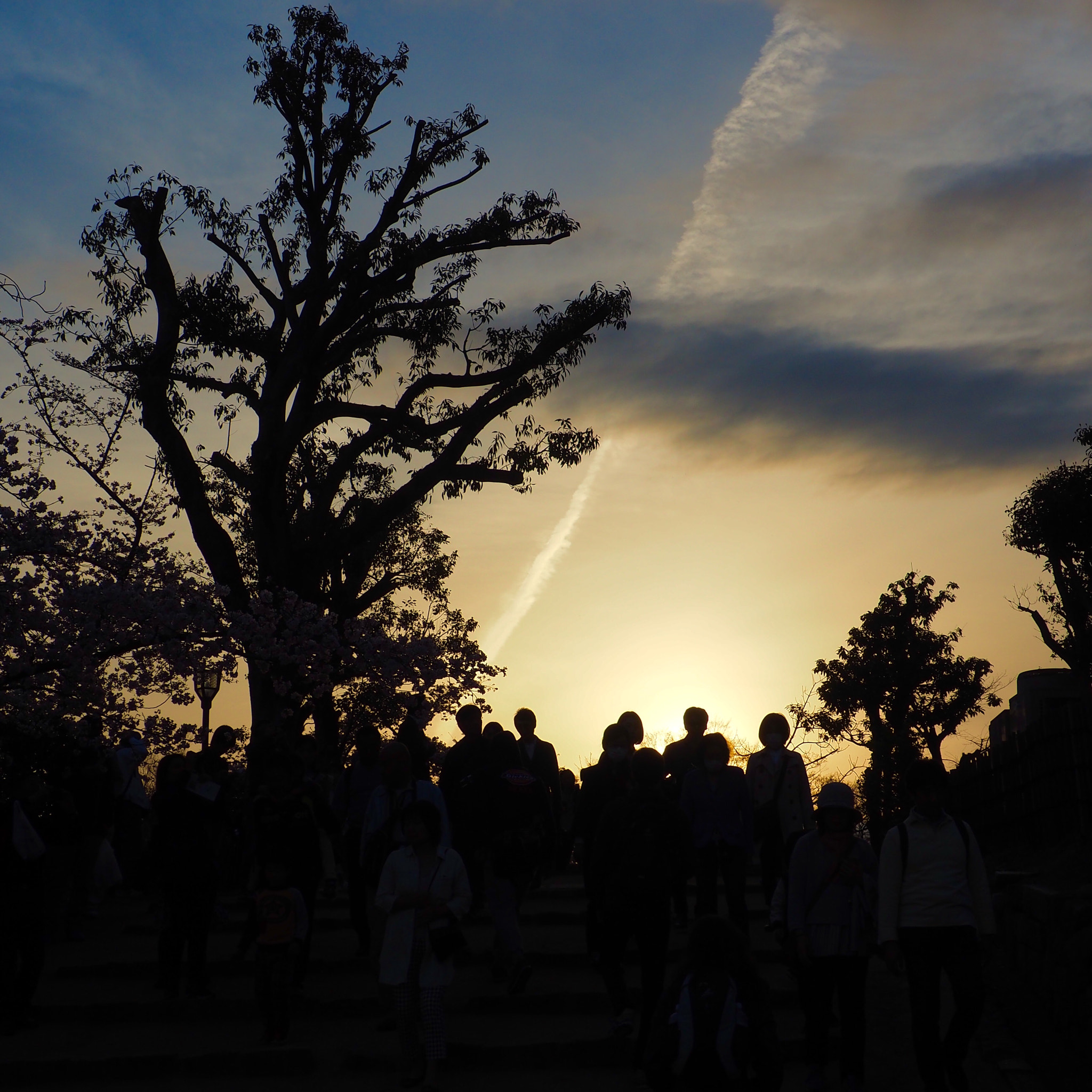OLYMPUS M.12-50mm F3.5-6.3 sample photo. 光に向かって heading for the light photography