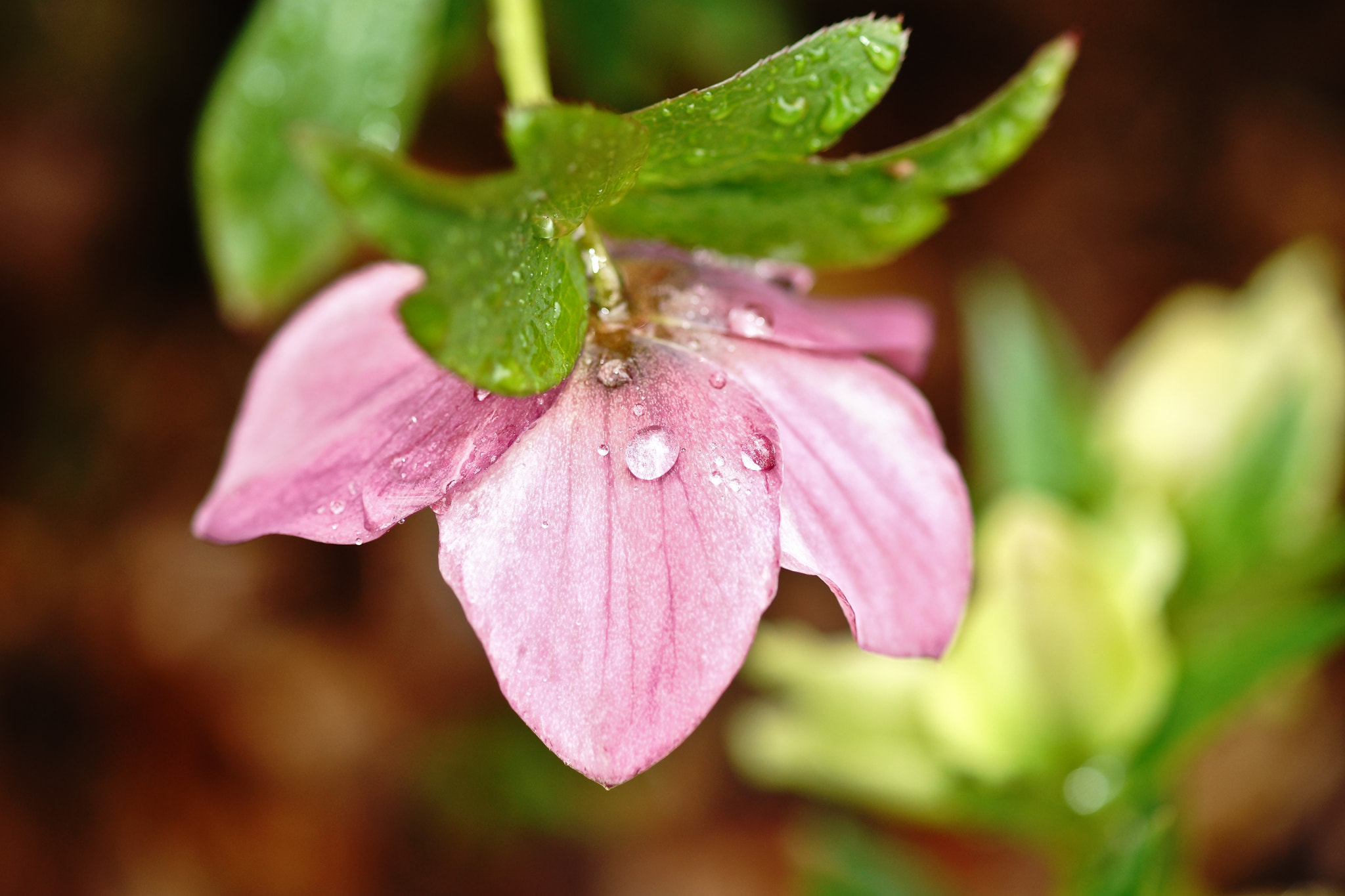 Sony a99 II + Tamron SP AF 90mm F2.8 Di Macro sample photo. Gotas en brooklyn photography