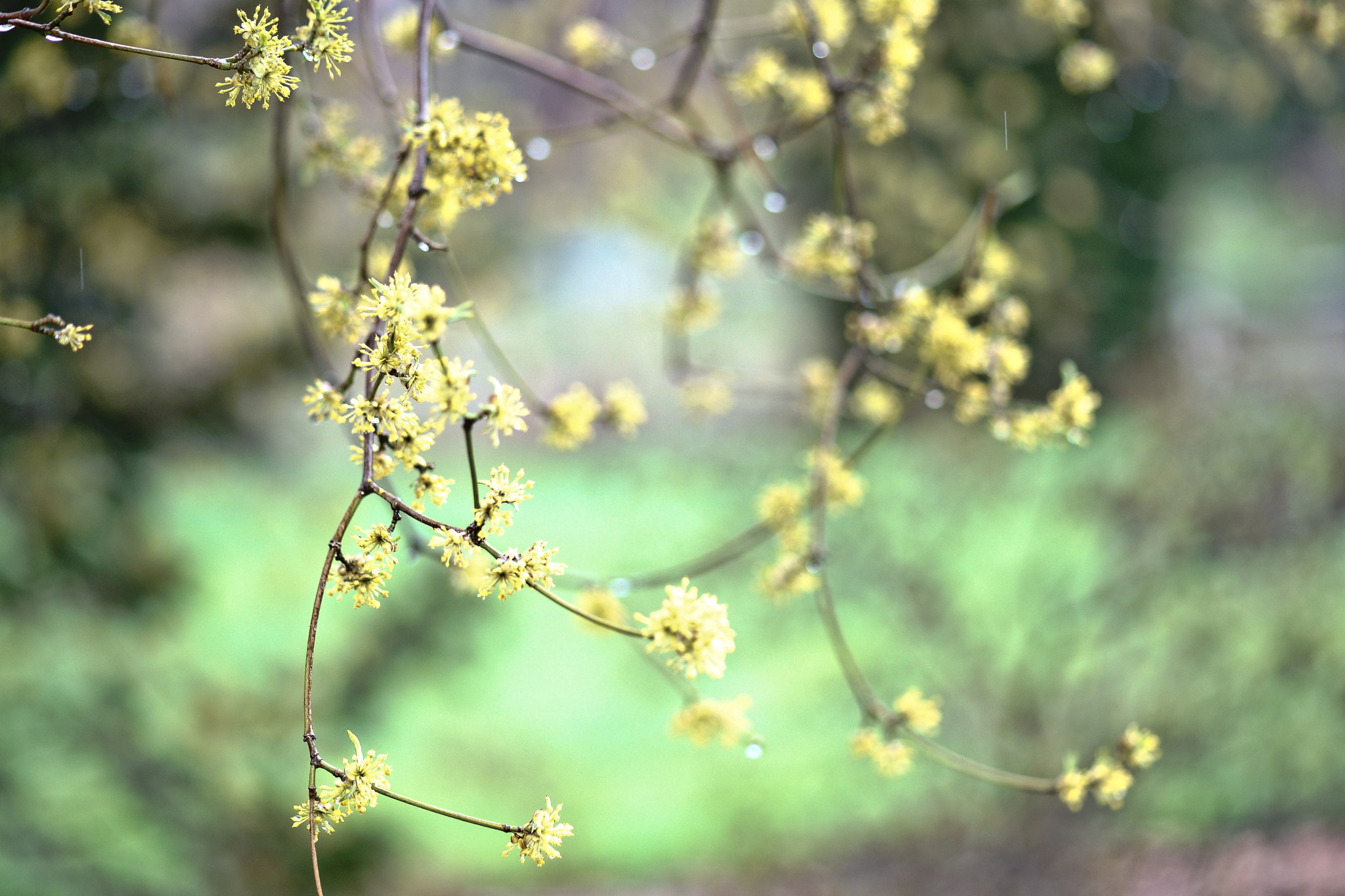 Sony a99 II + Tamron SP AF 90mm F2.8 Di Macro sample photo. Serenidad photography