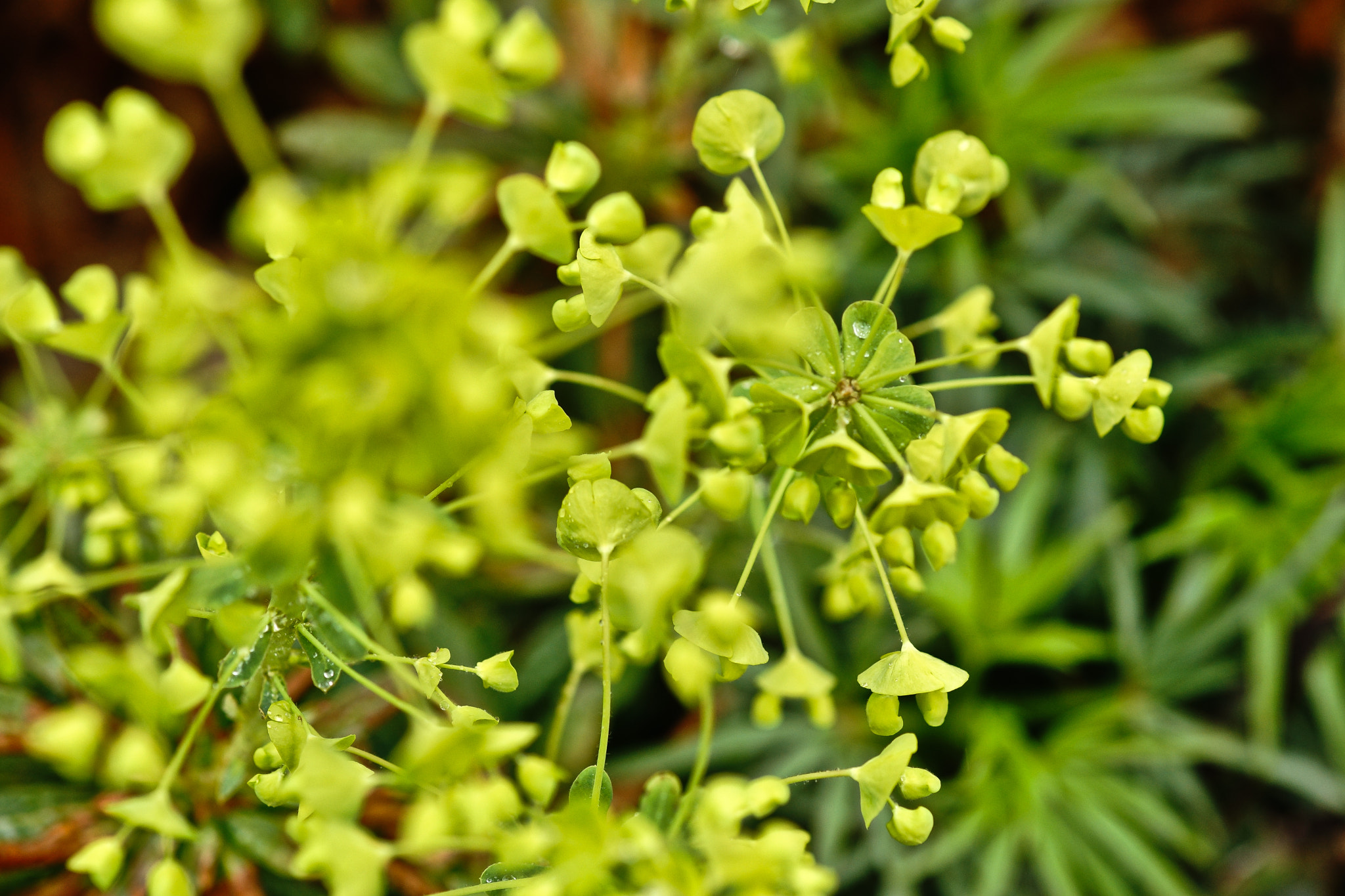 Sony a99 II + Tamron SP AF 90mm F2.8 Di Macro sample photo. Verde photography