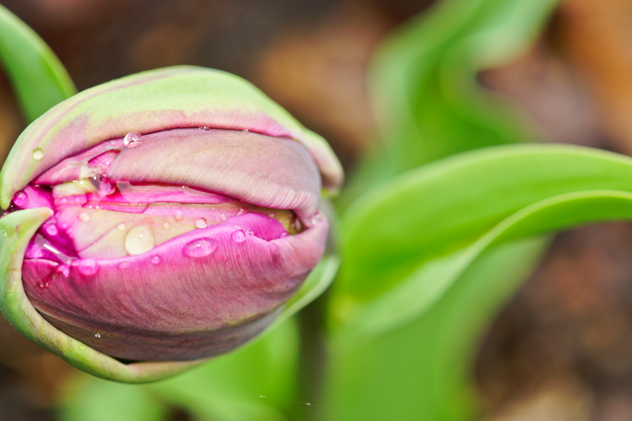 Sony a99 II + Tamron SP AF 90mm F2.8 Di Macro sample photo. Vivid photography