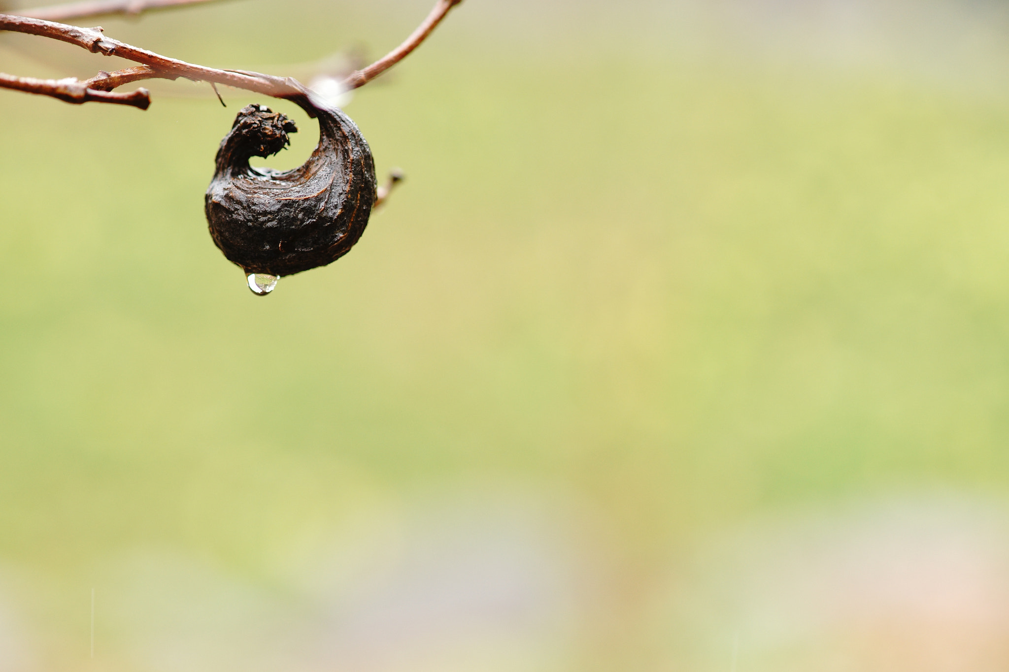 Sony a99 II + Tamron SP AF 90mm F2.8 Di Macro sample photo. Curved photography