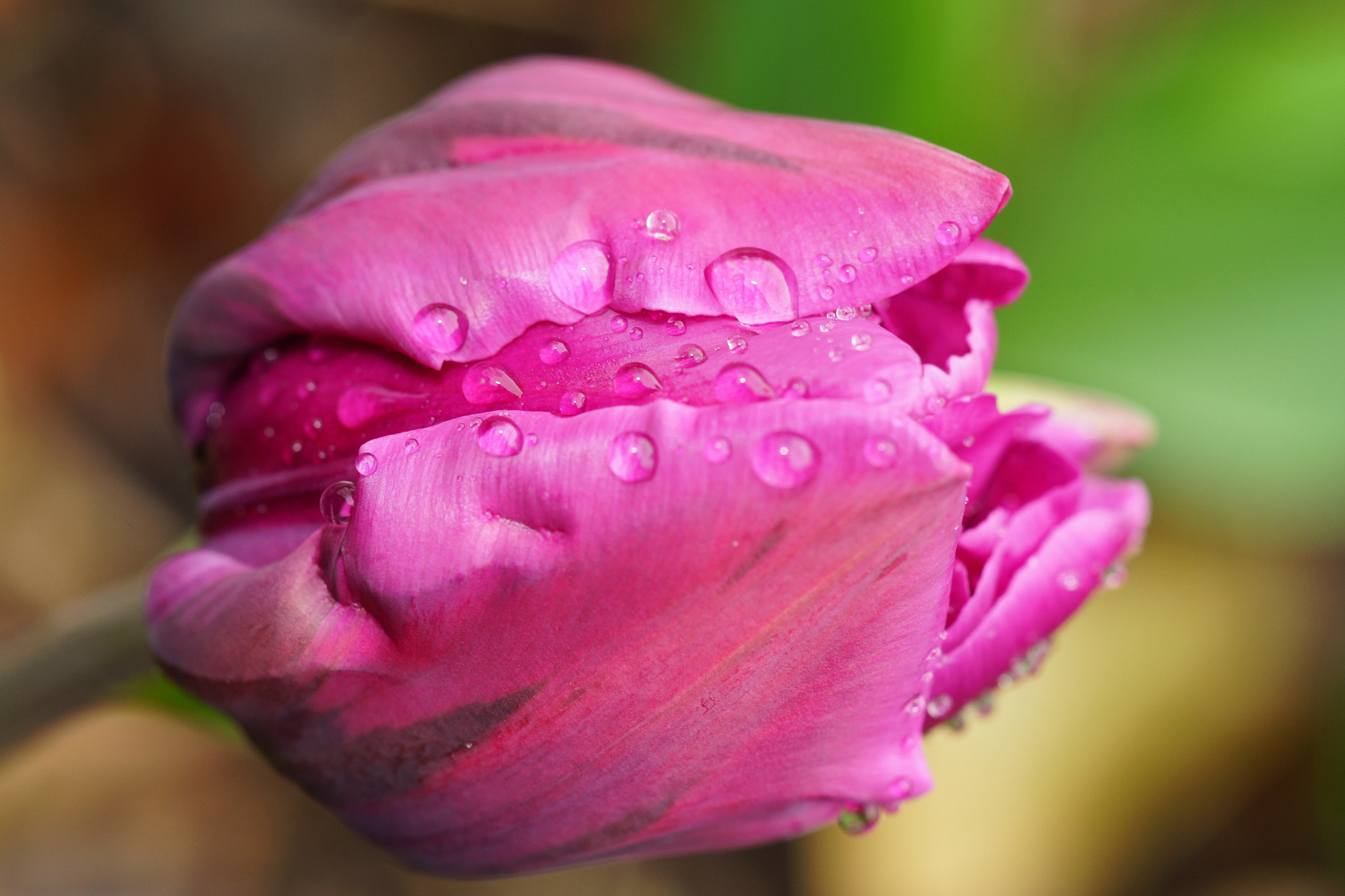 Sony a99 II + Tamron SP AF 90mm F2.8 Di Macro sample photo. Colour & drop in brooklyn photography