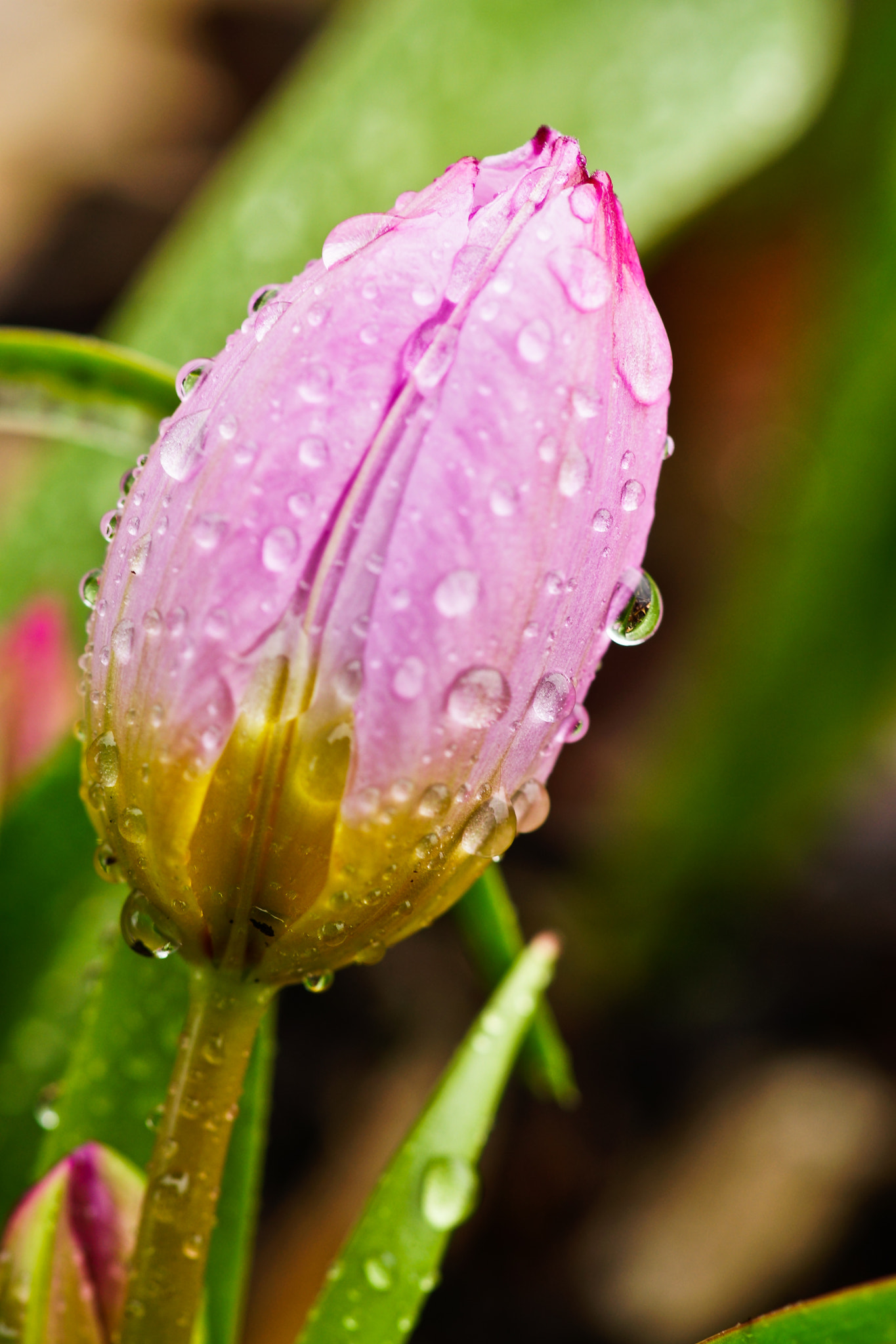 Sony a99 II + Tamron SP AF 90mm F2.8 Di Macro sample photo. Drops photography