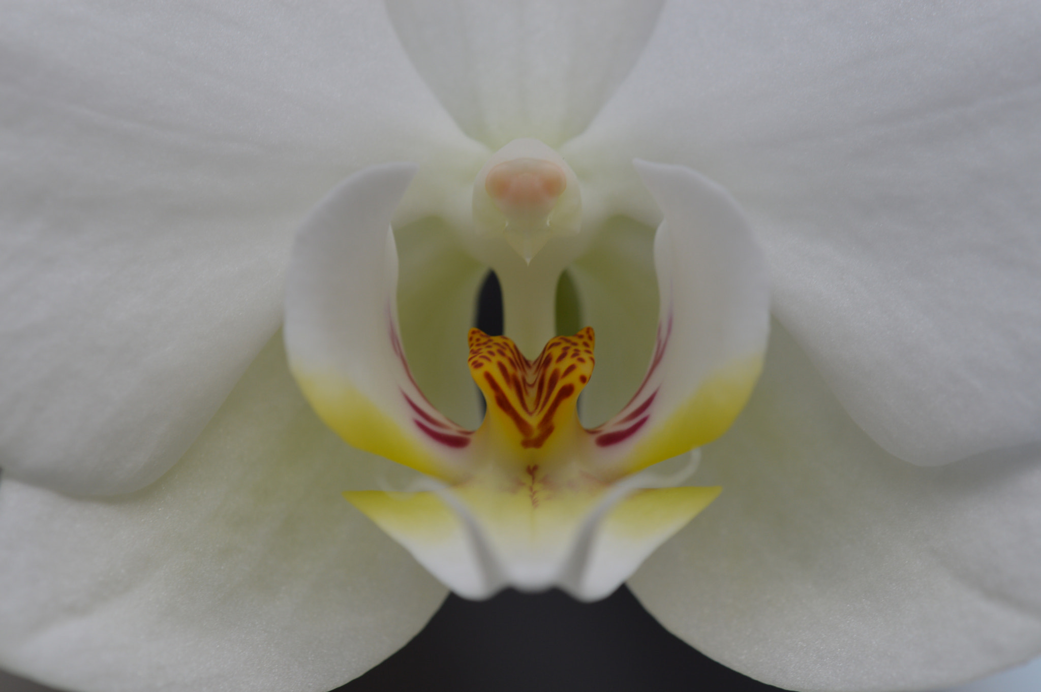 Nikon AF-S DX Micro-Nikkor 85mm F3.5G ED VR sample photo. The symmetry photography