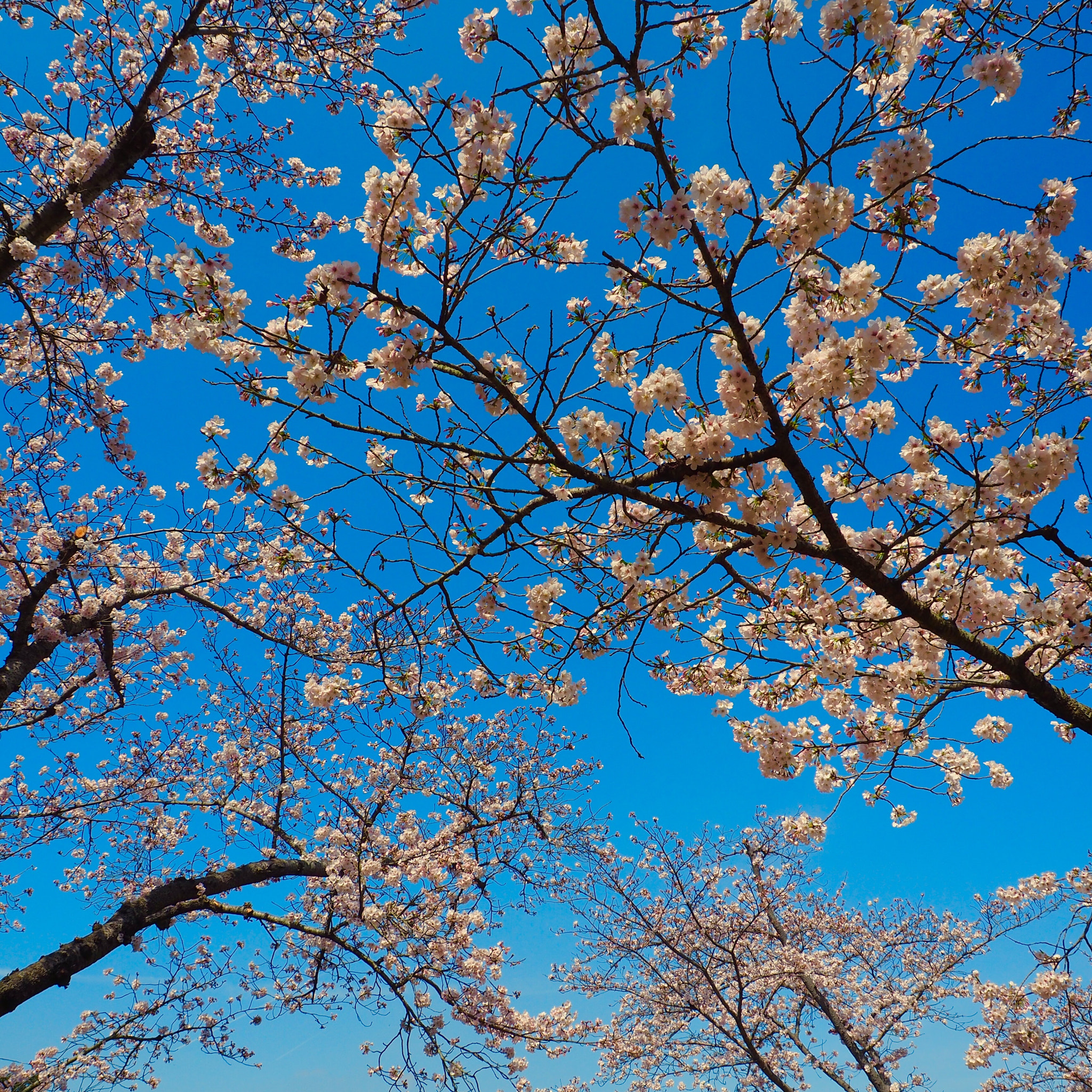 OLYMPUS M.12-50mm F3.5-6.3 sample photo. 花見日和 perfect weather for blossom viewing photography