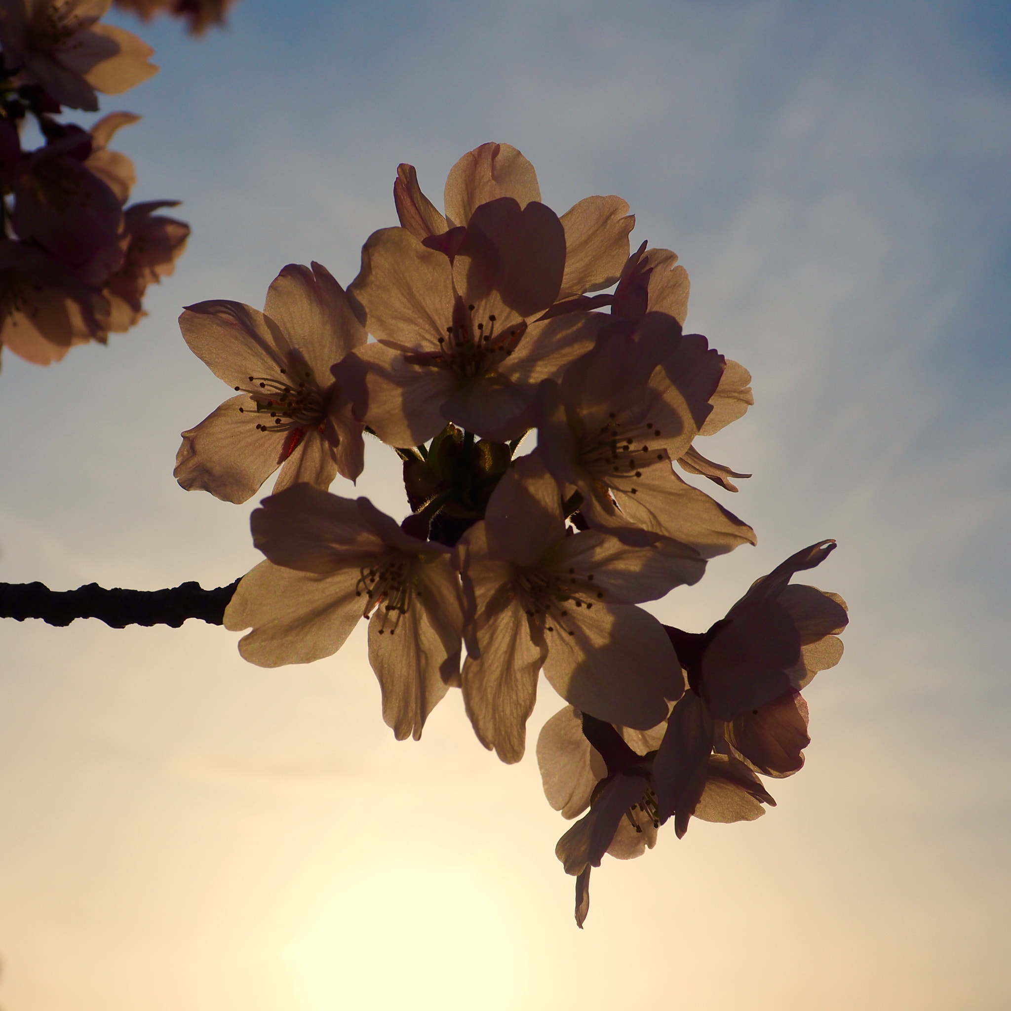 OLYMPUS M.12-50mm F3.5-6.3 sample photo. 夕焼けの桜 sunset cherry blossoms photography