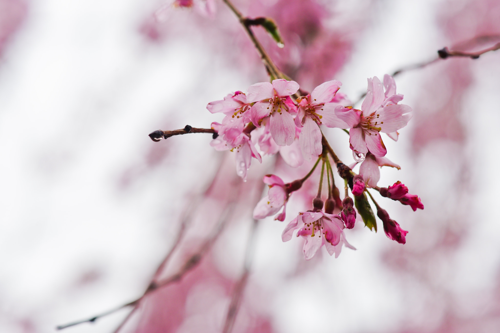 Sony a99 II sample photo. Cherry blossom photography